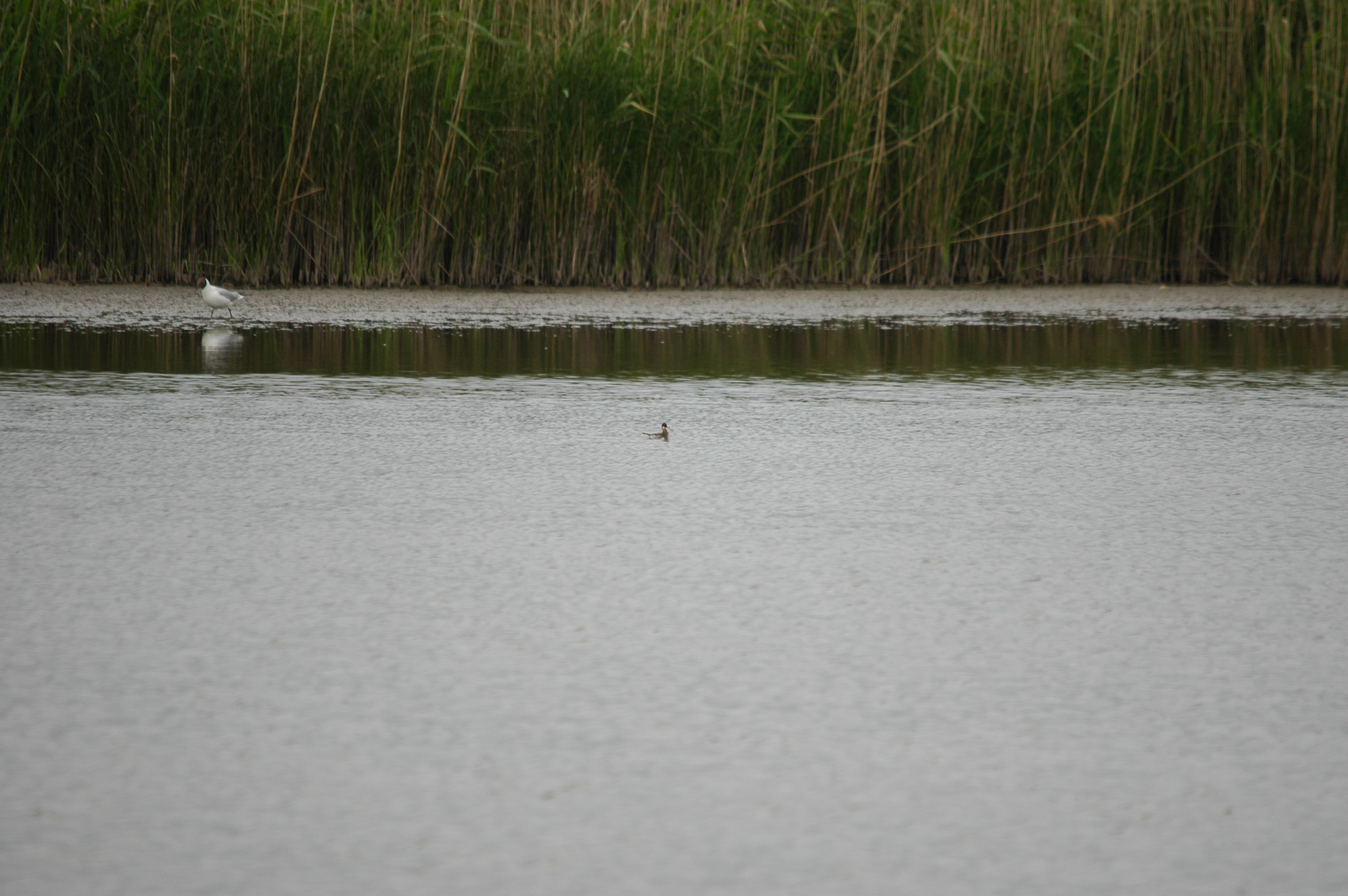 photos/wildlife/Bird_Species/063-Waders/1576-Red-necked_Phalarope/DSC_5932.JPG
