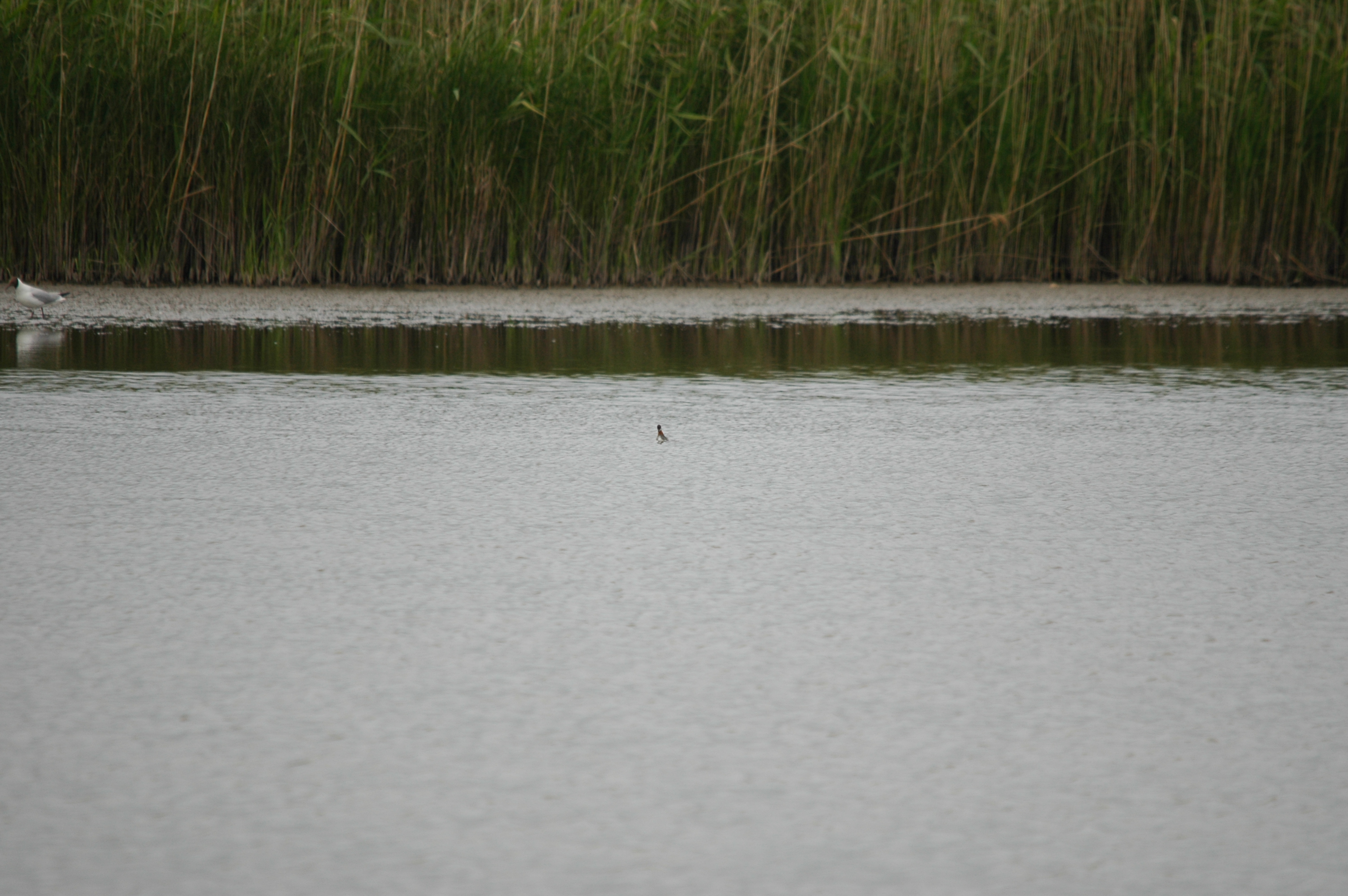 photos/wildlife/Bird_Species/063-Waders/1576-Red-necked_Phalarope/DSC_5933.JPG