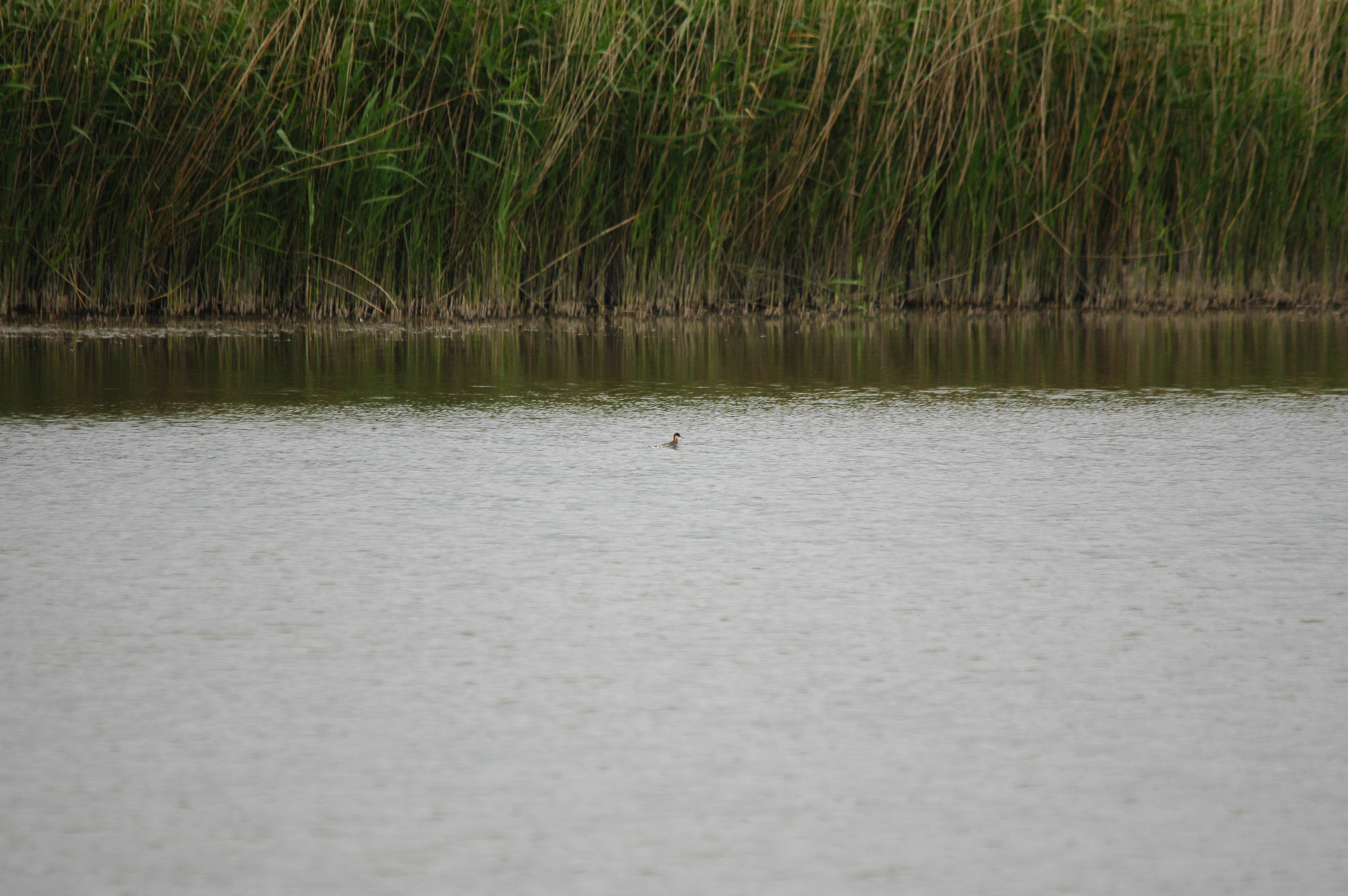 photos/wildlife/Bird_Species/063-Waders/1576-Red-necked_Phalarope/DSC_5936.JPG