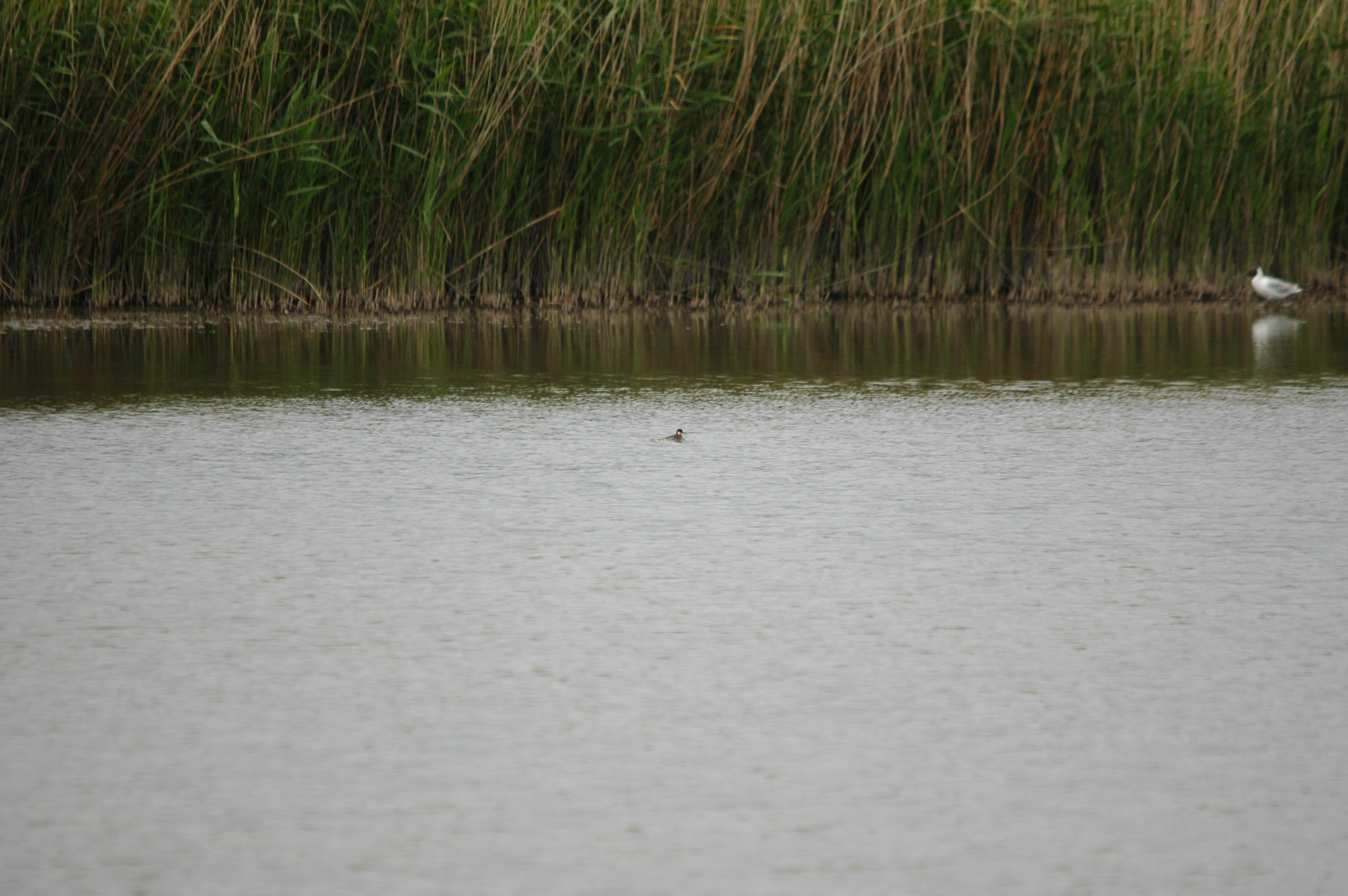photos/wildlife/Bird_Species/063-Waders/1576-Red-necked_Phalarope/DSC_5937.JPG