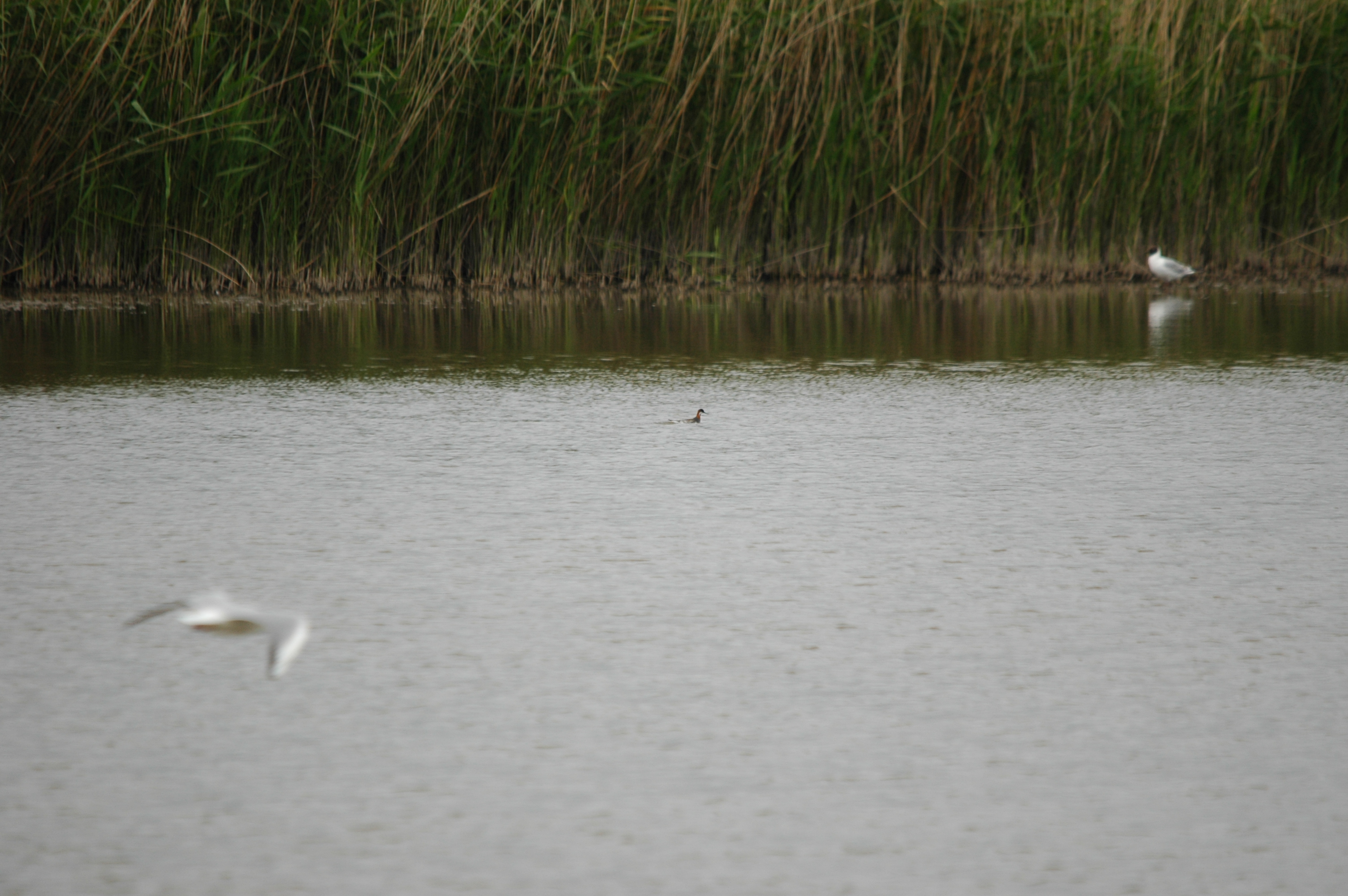 photos/wildlife/Bird_Species/063-Waders/1576-Red-necked_Phalarope/DSC_5938.JPG