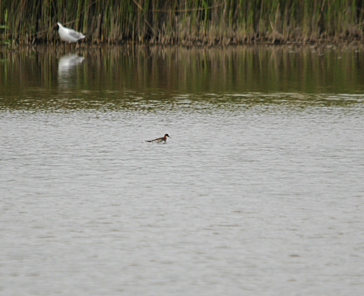 photos/wildlife/Bird_Species/063-Waders/1576-Red-necked_Phalarope/DSC_5939_sm.jpg