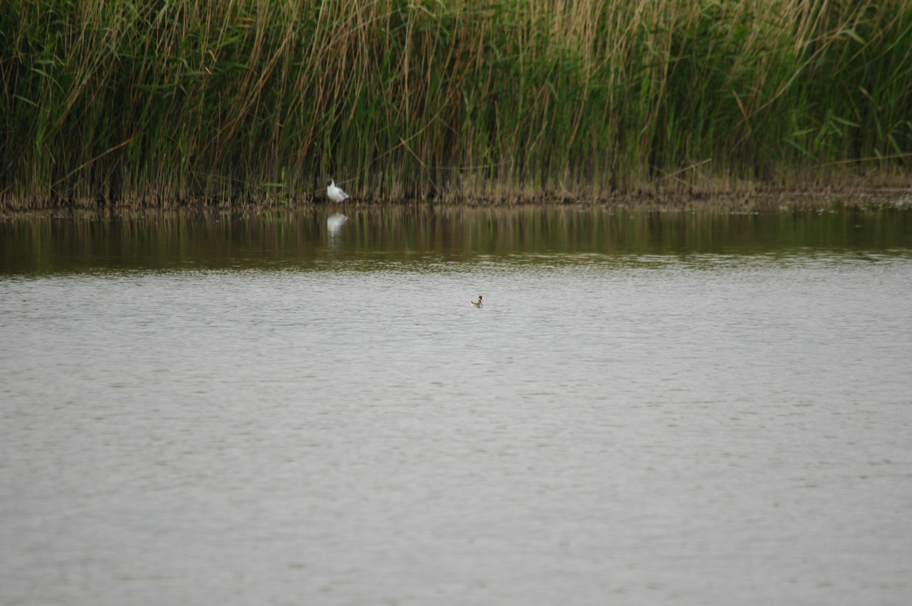 photos/wildlife/Bird_Species/063-Waders/1576-Red-necked_Phalarope/DSC_5940.JPG