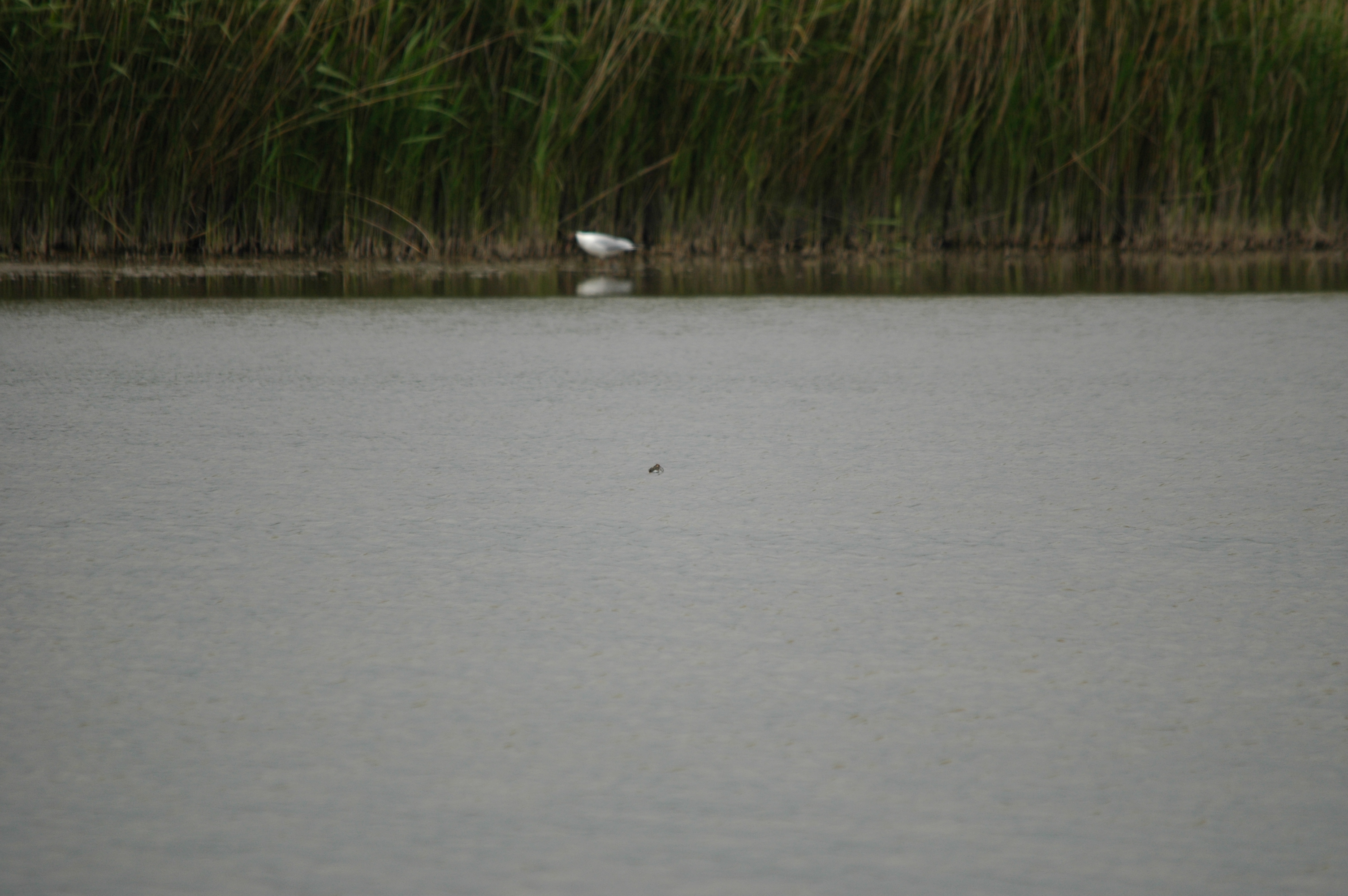 photos/wildlife/Bird_Species/063-Waders/1576-Red-necked_Phalarope/DSC_5941.JPG