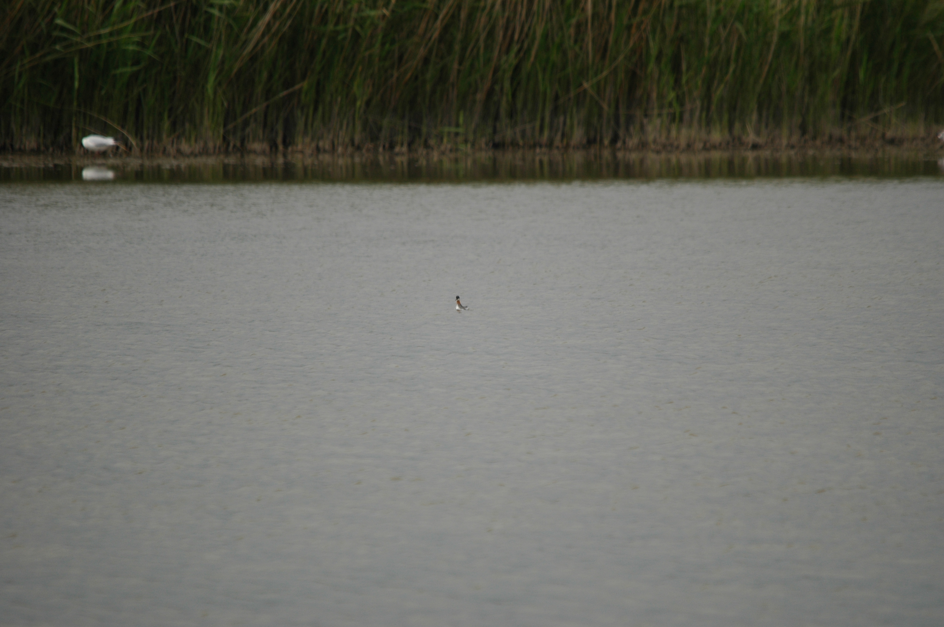 photos/wildlife/Bird_Species/063-Waders/1576-Red-necked_Phalarope/DSC_5943.JPG
