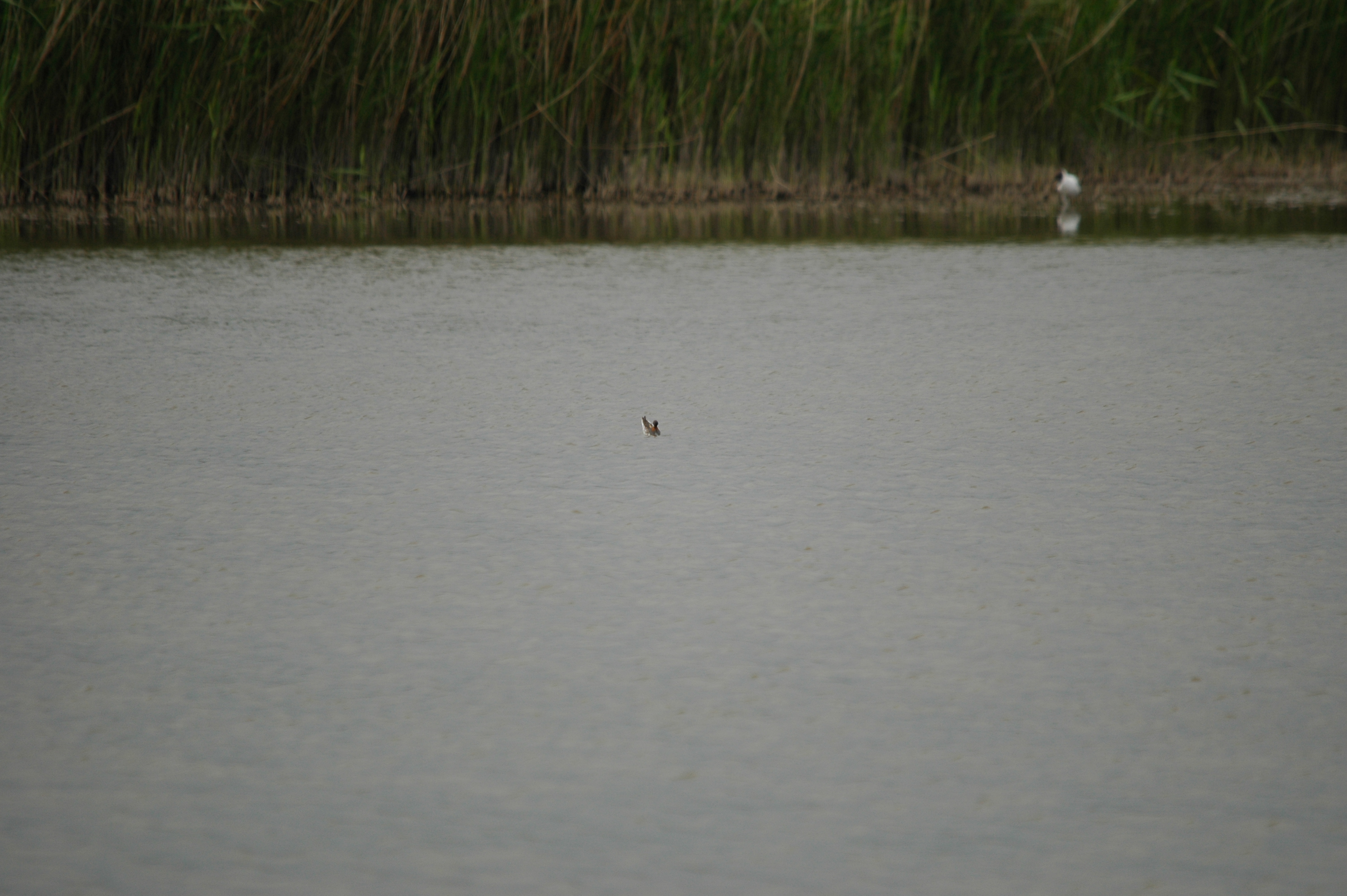 photos/wildlife/Bird_Species/063-Waders/1576-Red-necked_Phalarope/DSC_5944.JPG