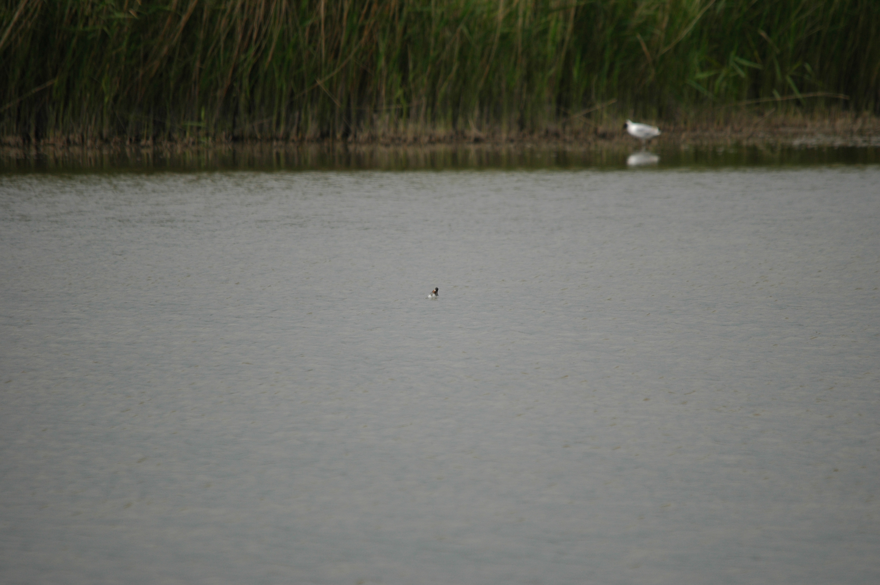 photos/wildlife/Bird_Species/063-Waders/1576-Red-necked_Phalarope/DSC_5946.JPG