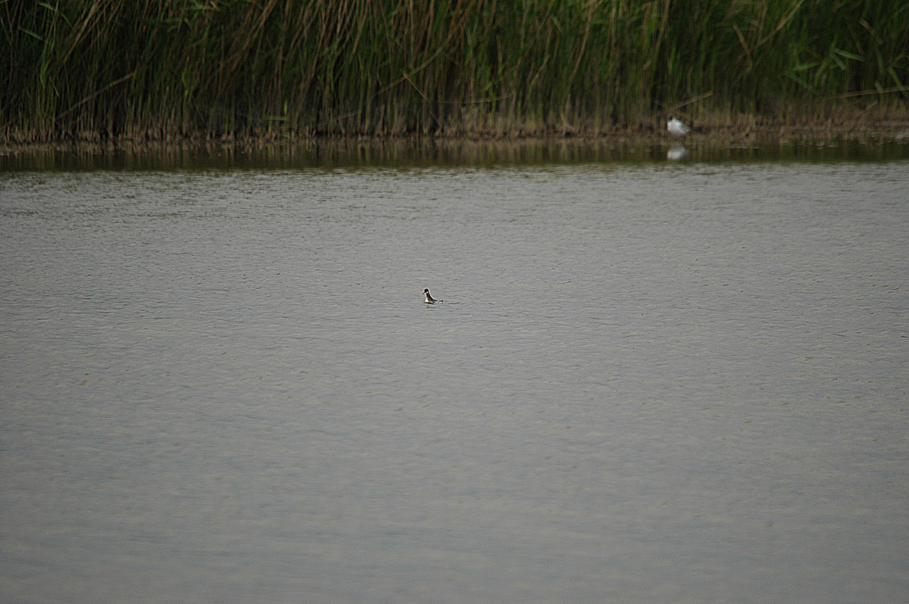 photos/wildlife/Bird_Species/063-Waders/1576-Red-necked_Phalarope/DSC_5947.JPG