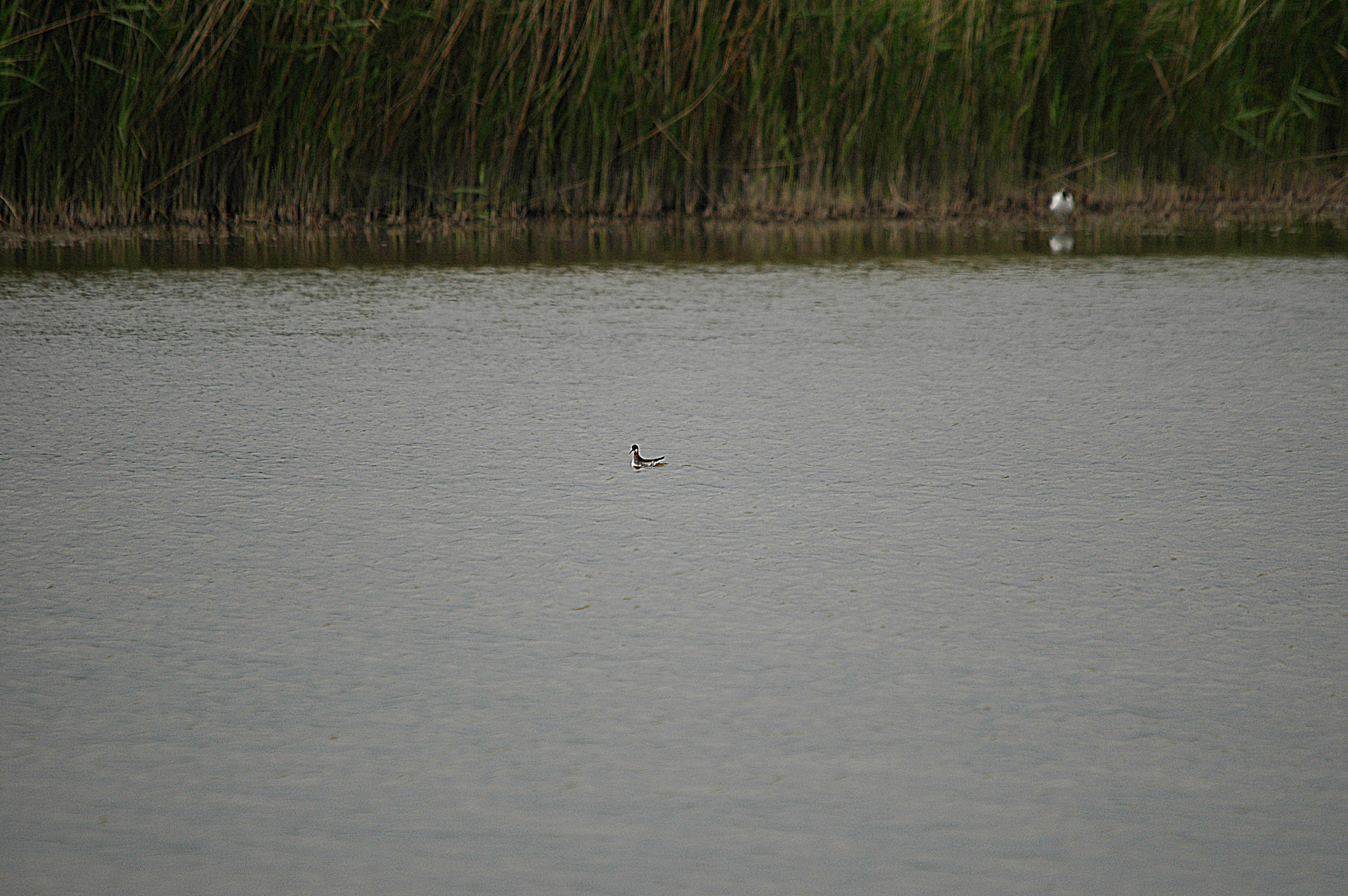 photos/wildlife/Bird_Species/063-Waders/1576-Red-necked_Phalarope/DSC_5948.JPG