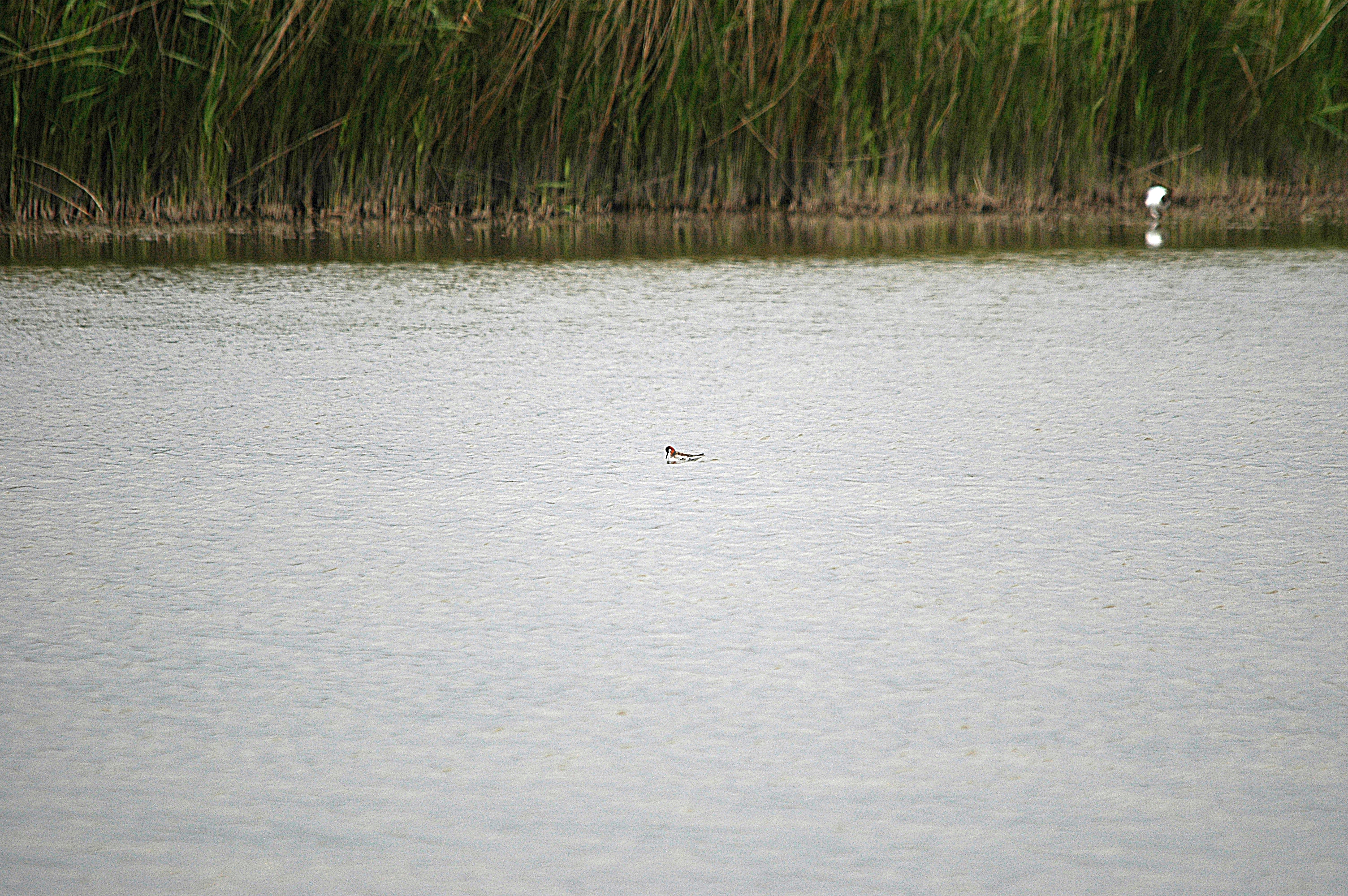 photos/wildlife/Bird_Species/063-Waders/1576-Red-necked_Phalarope/DSC_5949.JPG