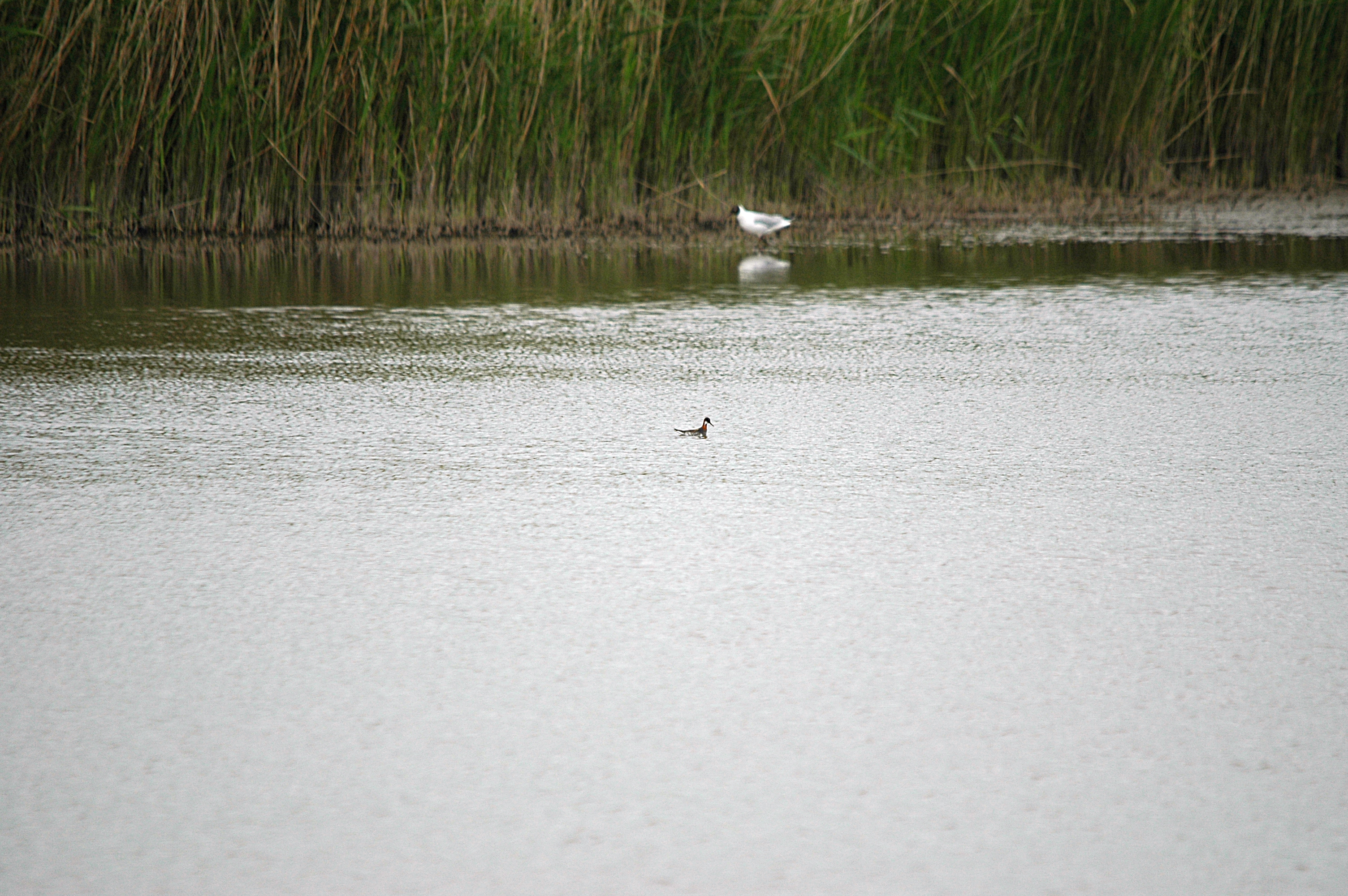photos/wildlife/Bird_Species/063-Waders/1576-Red-necked_Phalarope/DSC_5950.JPG
