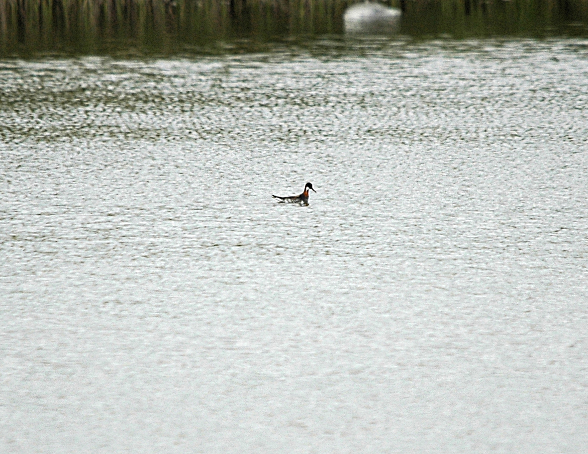 photos/wildlife/Bird_Species/063-Waders/1576-Red-necked_Phalarope/DSC_5950_sm.jpg