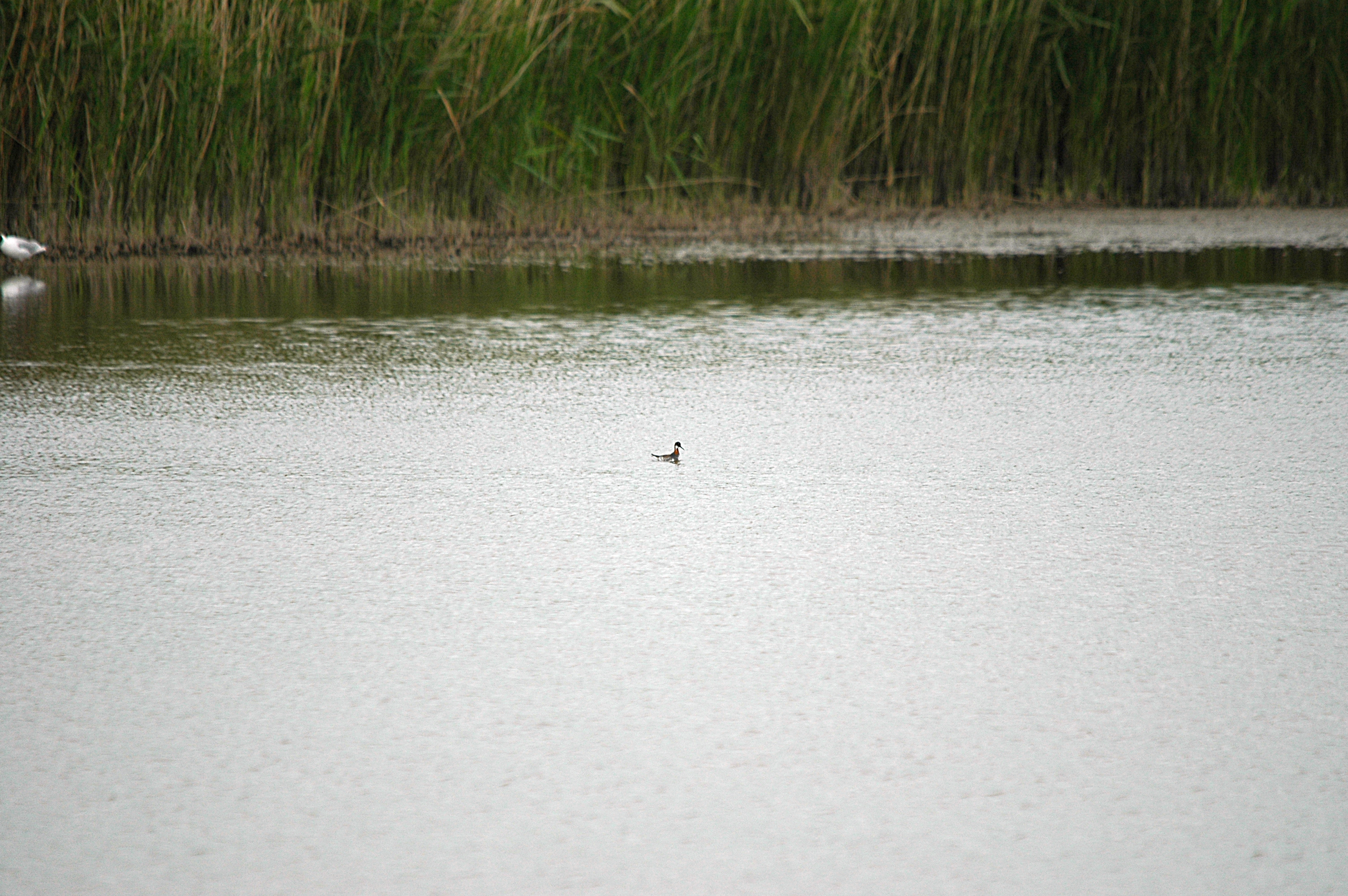 photos/wildlife/Bird_Species/063-Waders/1576-Red-necked_Phalarope/DSC_5951.JPG