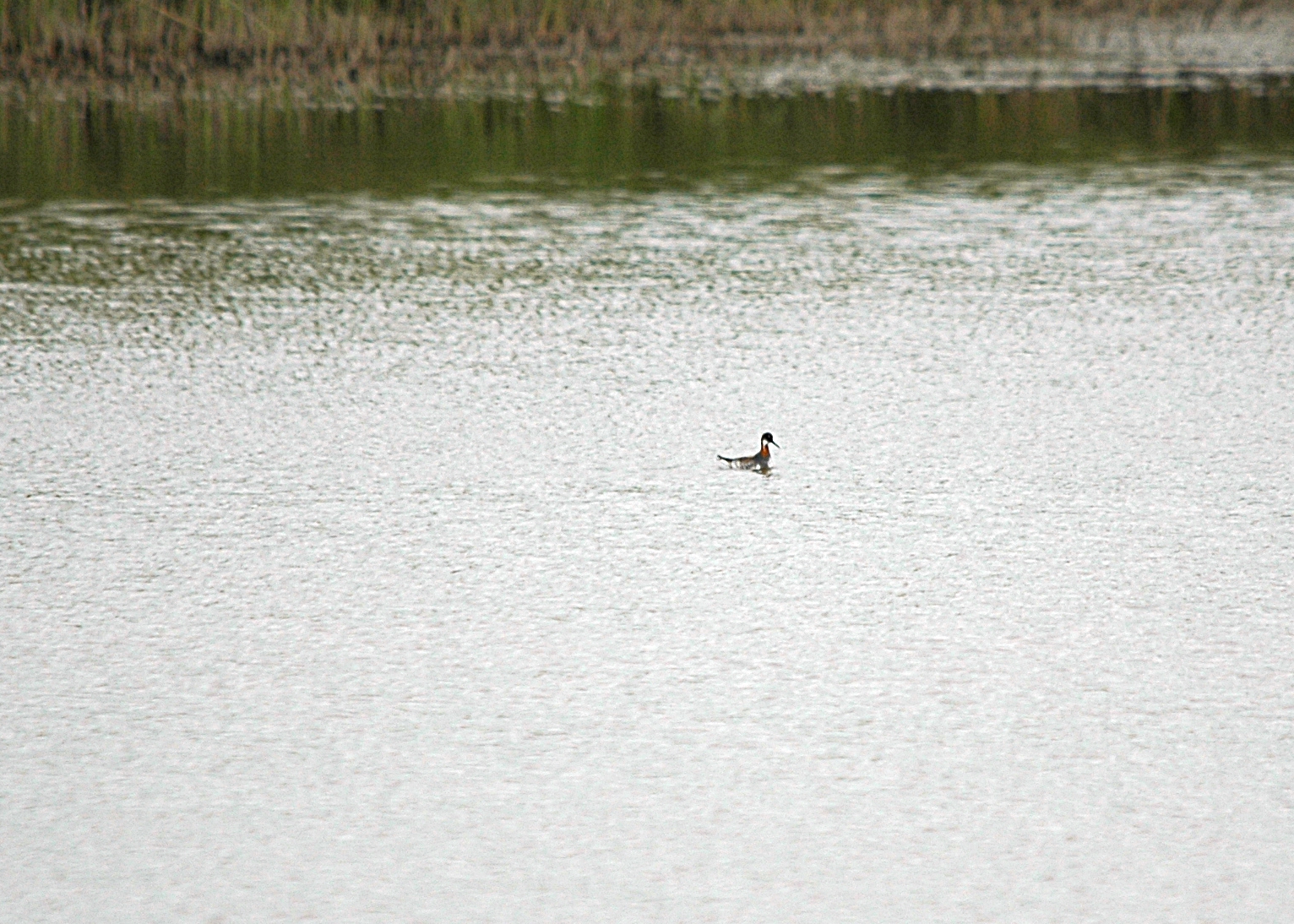 photos/wildlife/Bird_Species/063-Waders/1576-Red-necked_Phalarope/DSC_5951_sm.jpg