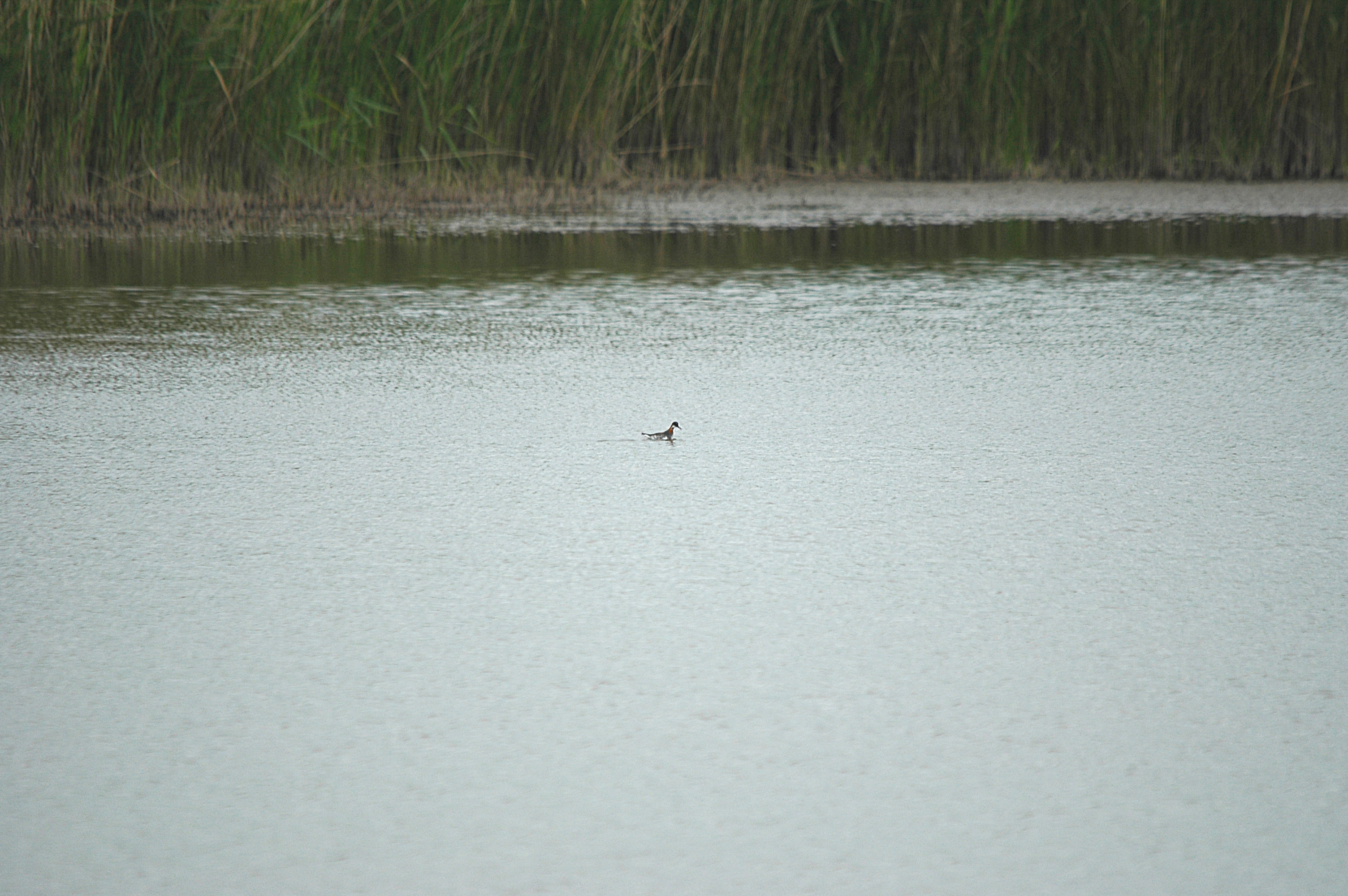 photos/wildlife/Bird_Species/063-Waders/1576-Red-necked_Phalarope/DSC_5952.JPG