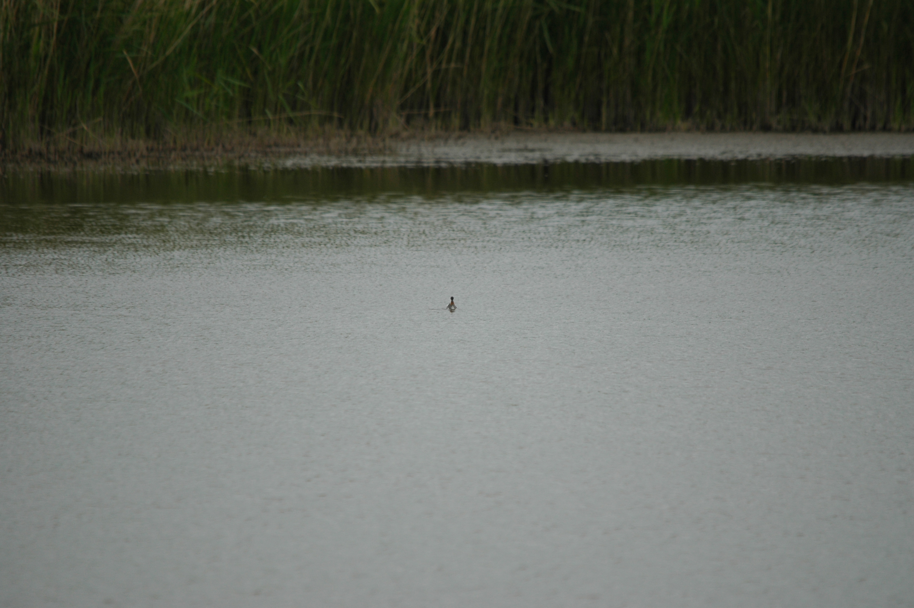 photos/wildlife/Bird_Species/063-Waders/1576-Red-necked_Phalarope/DSC_5953.JPG