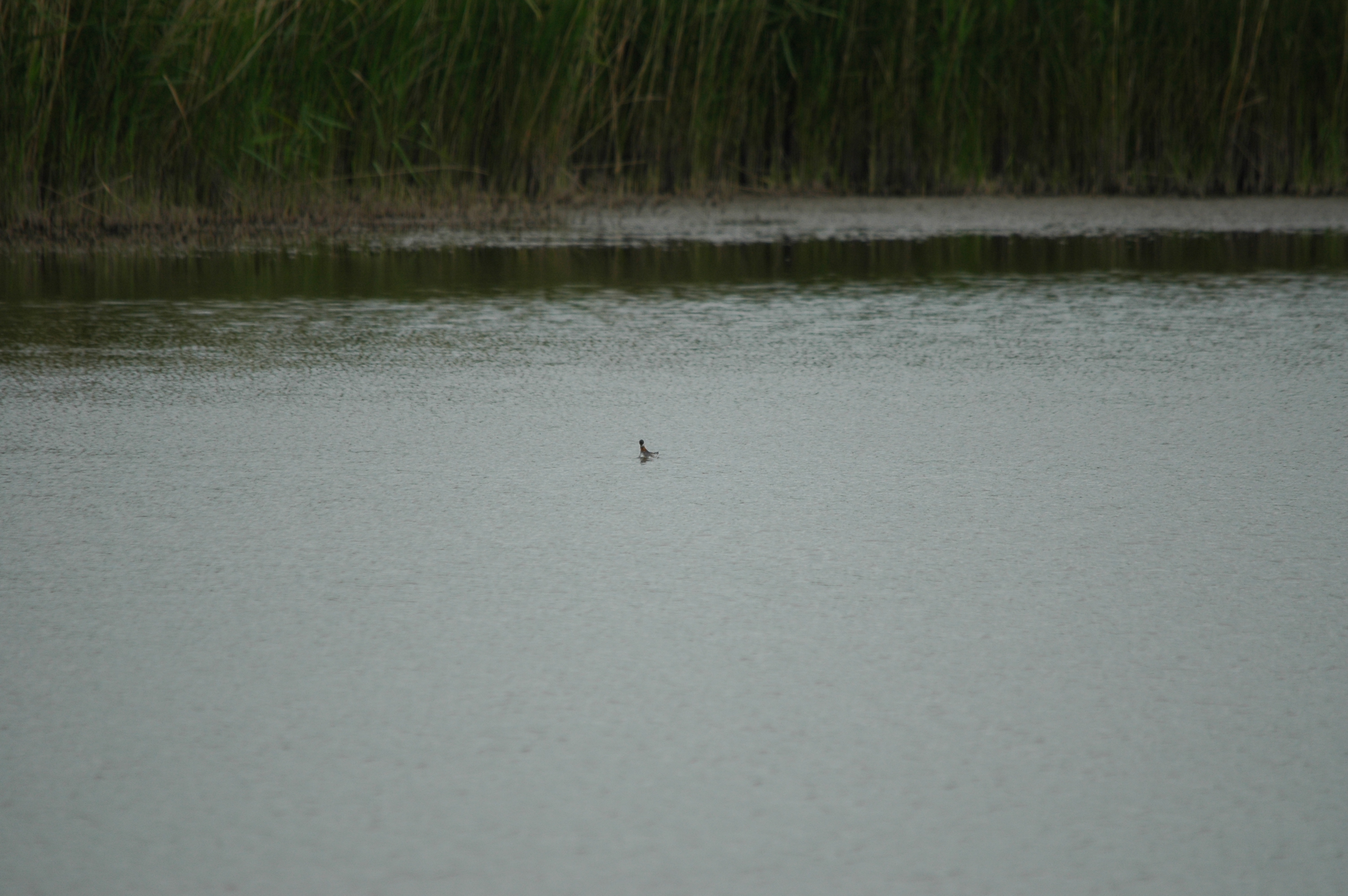 photos/wildlife/Bird_Species/063-Waders/1576-Red-necked_Phalarope/DSC_5954.JPG