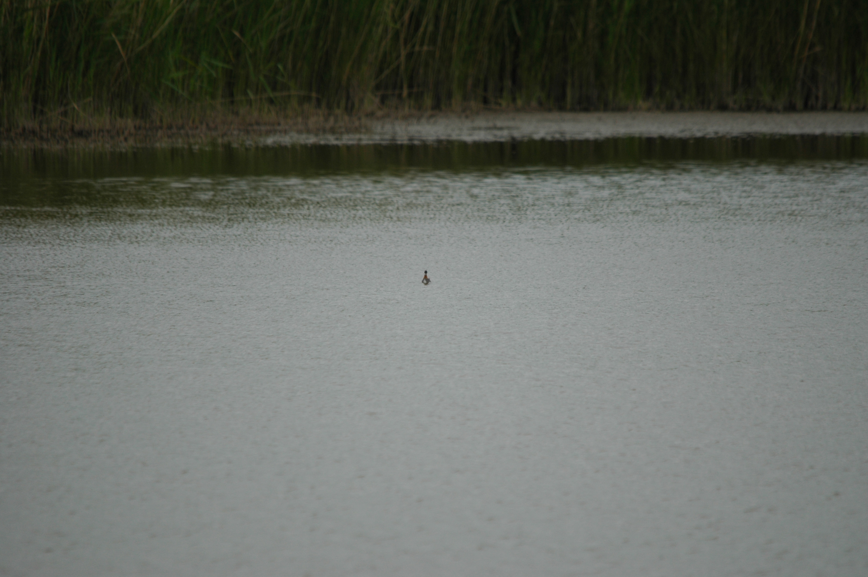 photos/wildlife/Bird_Species/063-Waders/1576-Red-necked_Phalarope/DSC_5955.JPG
