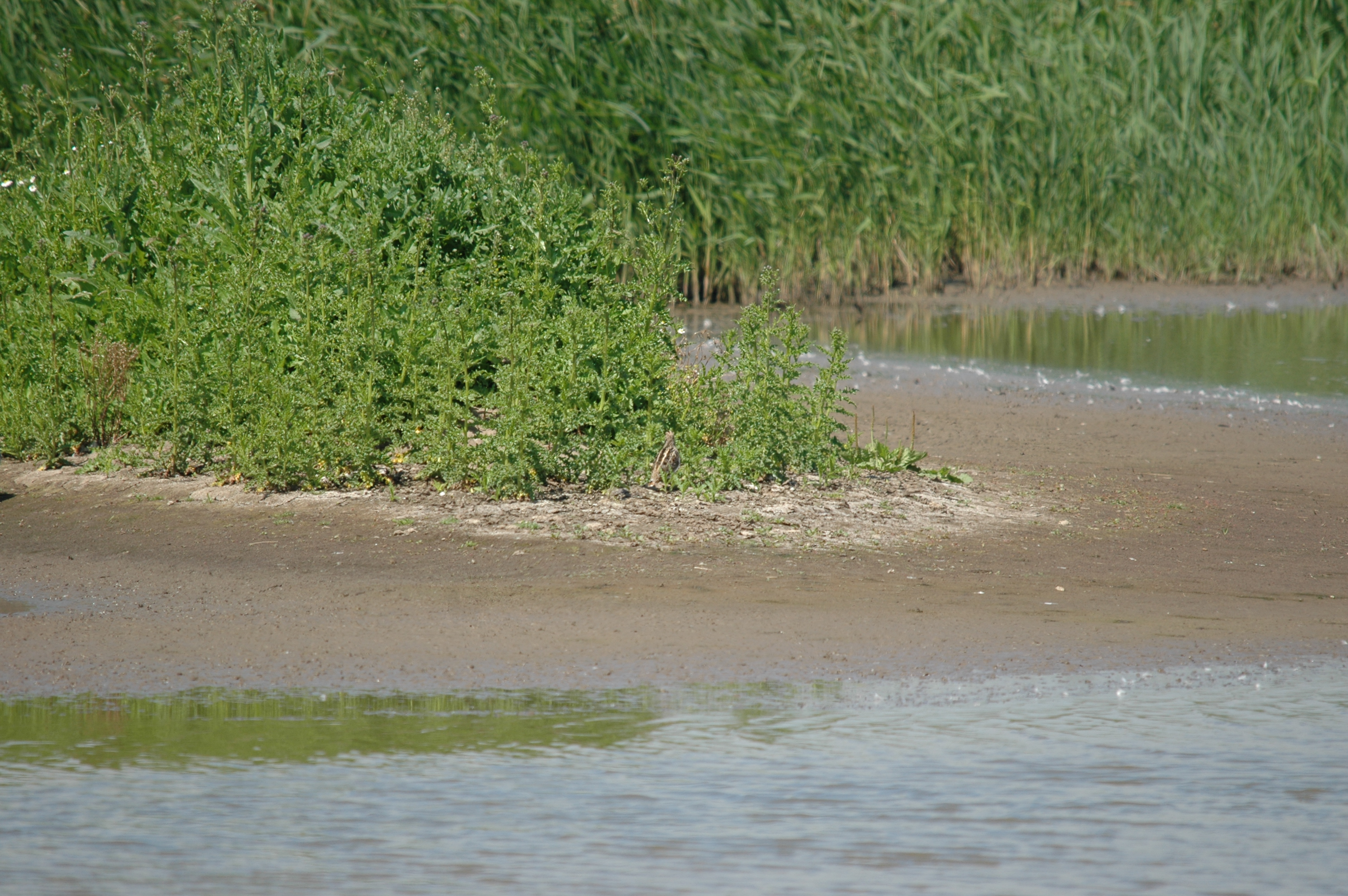 photos/wildlife/Bird_Species/063-Waders/1593-Common_Snipe/20090623-Blacktoft-01.jpg