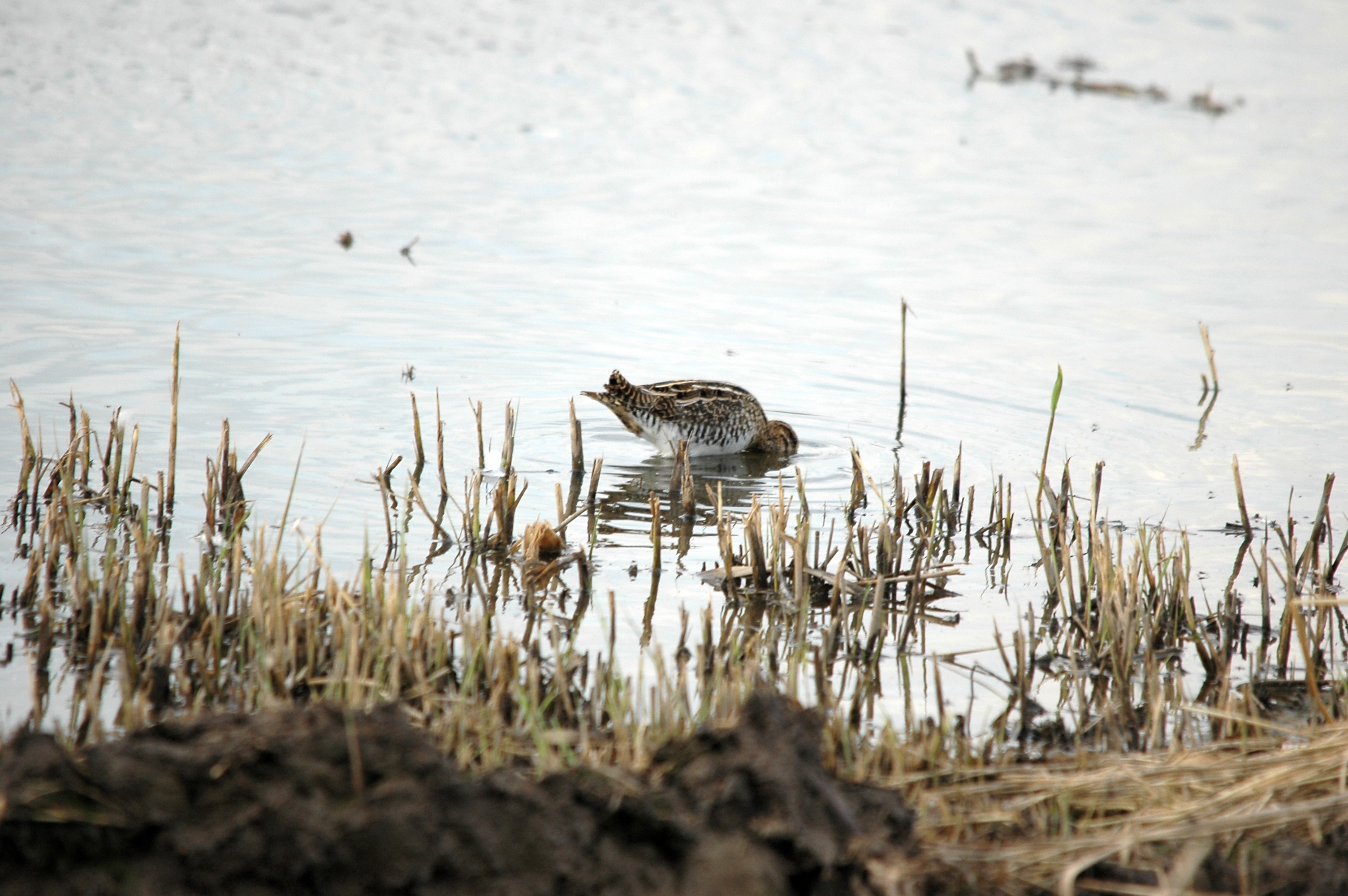 photos/wildlife/Bird_Species/063-Waders/1593-Common_Snipe/DSC_7375.JPG
