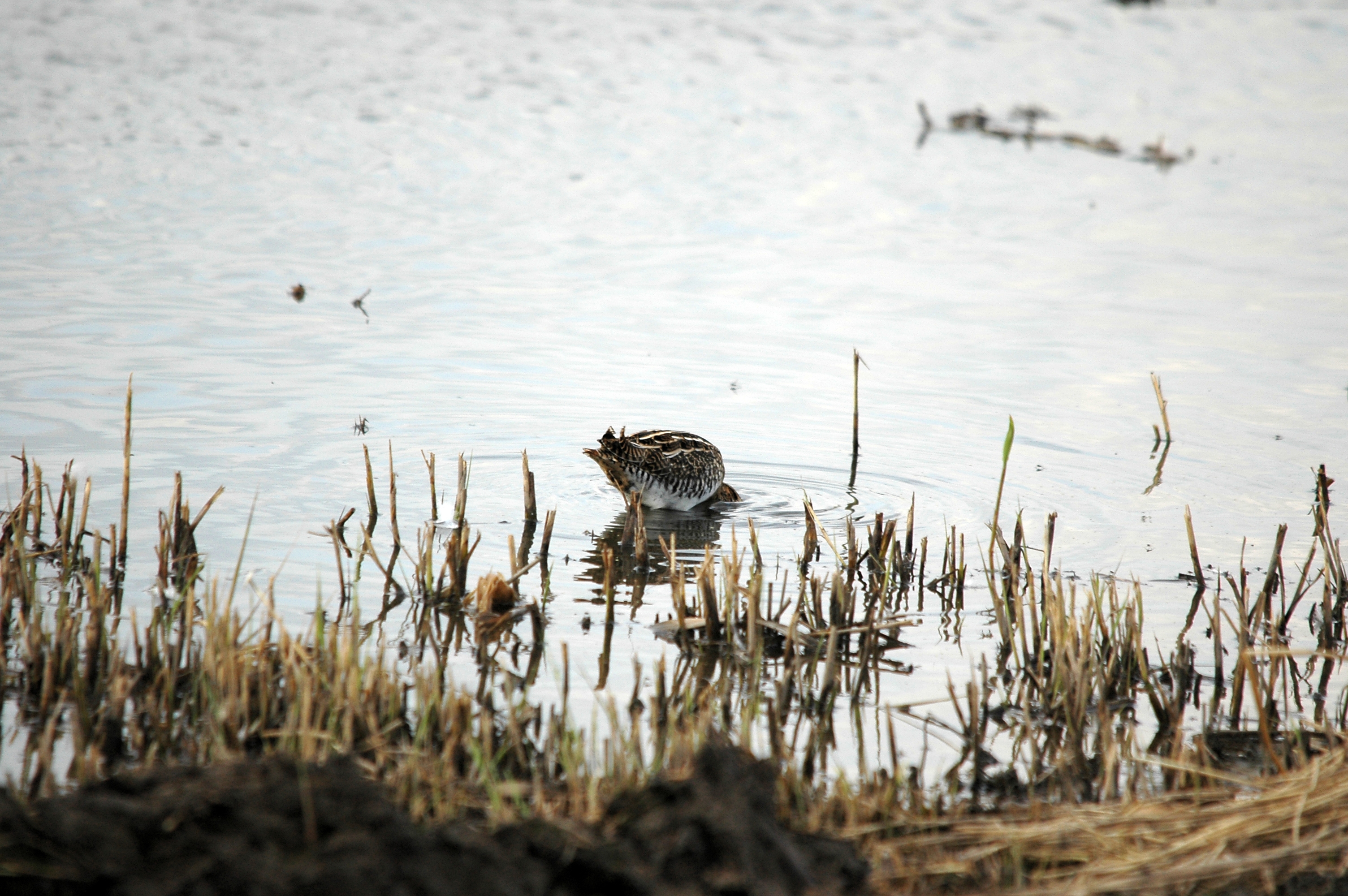 photos/wildlife/Bird_Species/063-Waders/1593-Common_Snipe/DSC_7376.JPG