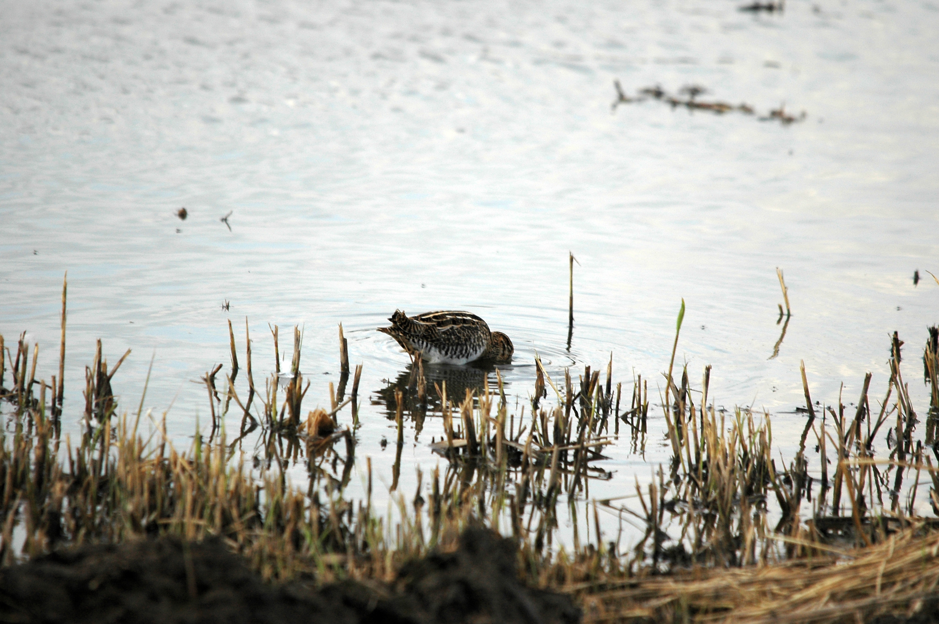 photos/wildlife/Bird_Species/063-Waders/1593-Common_Snipe/DSC_7377.JPG