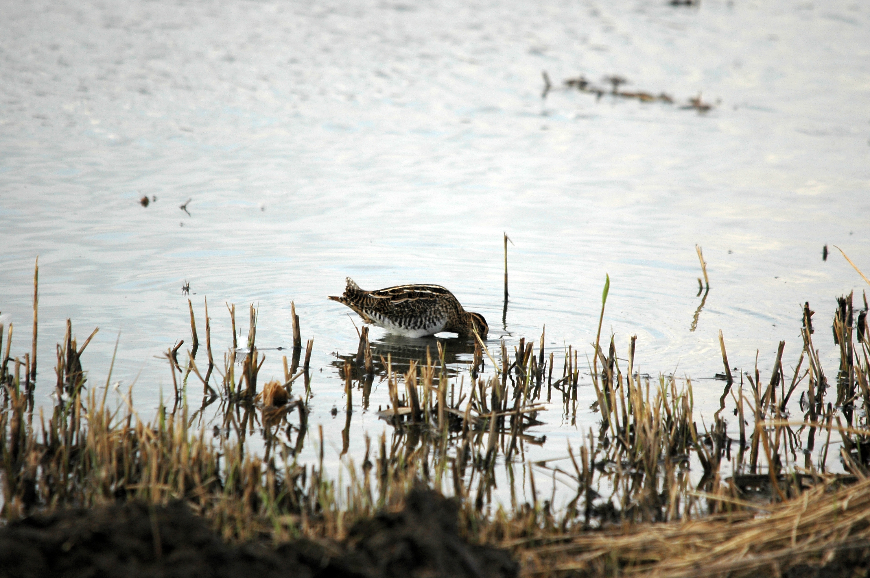 photos/wildlife/Bird_Species/063-Waders/1593-Common_Snipe/DSC_7378.JPG