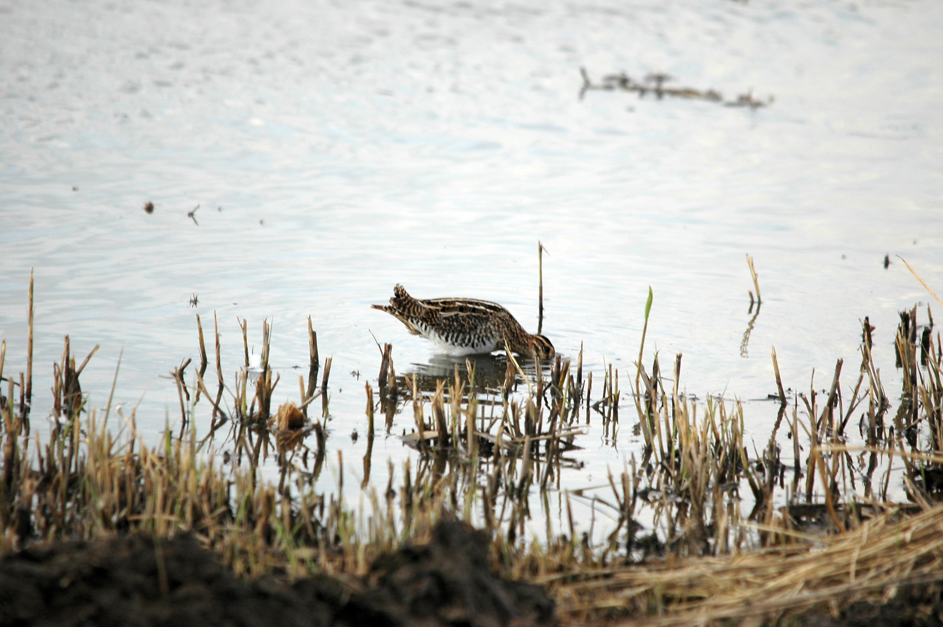 photos/wildlife/Bird_Species/063-Waders/1593-Common_Snipe/DSC_7379.JPG
