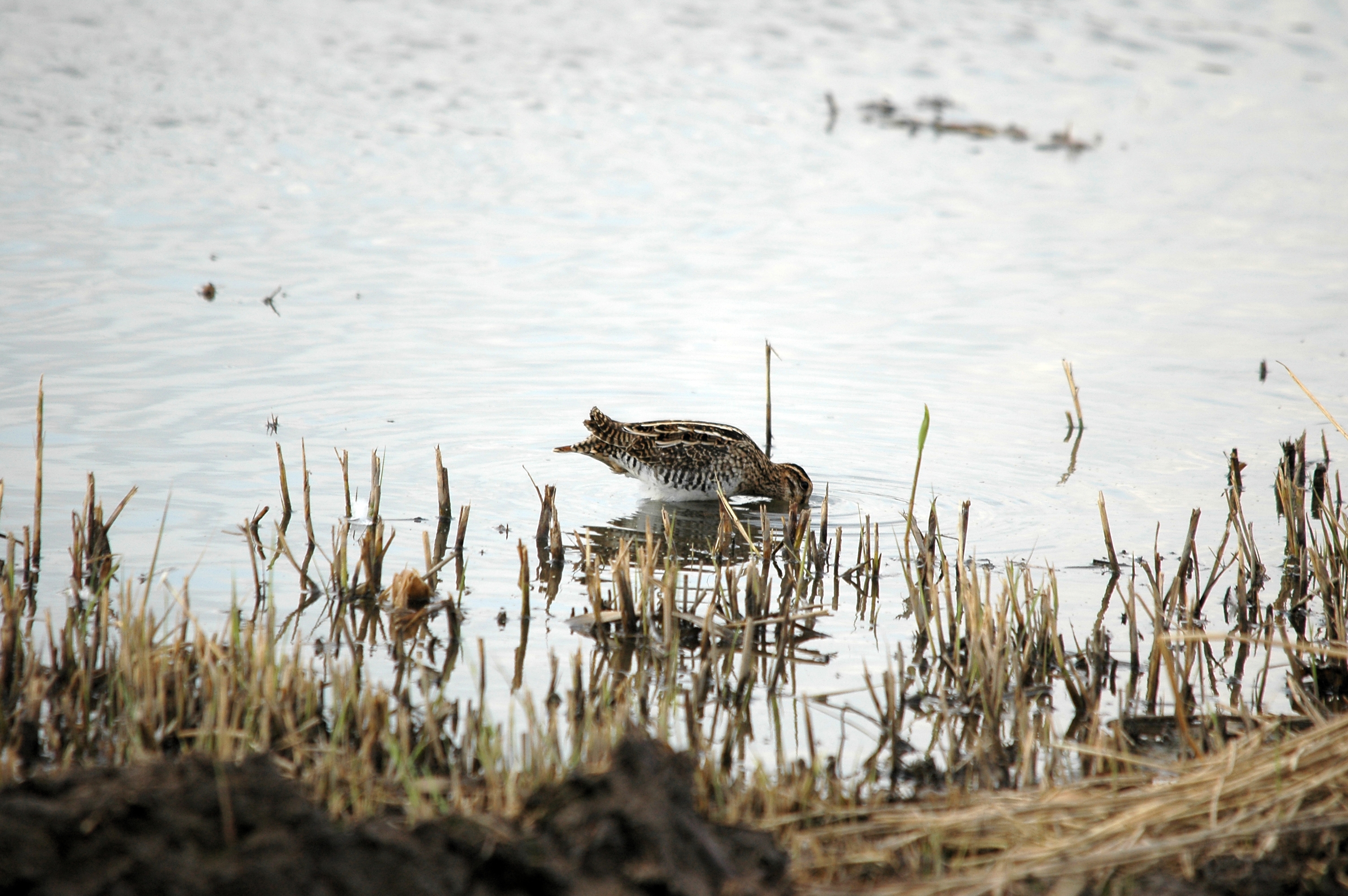 photos/wildlife/Bird_Species/063-Waders/1593-Common_Snipe/DSC_7380.JPG