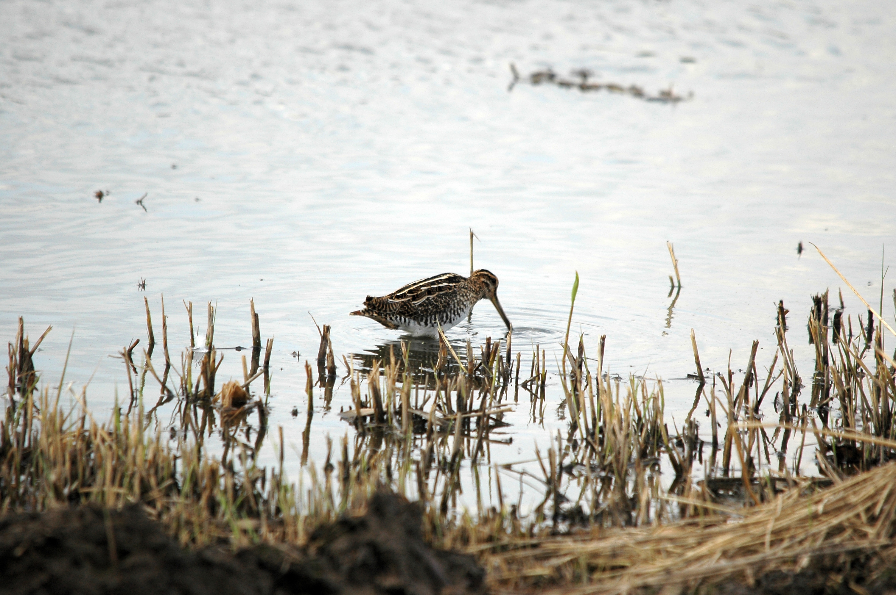 photos/wildlife/Bird_Species/063-Waders/1593-Common_Snipe/DSC_7381.JPG
