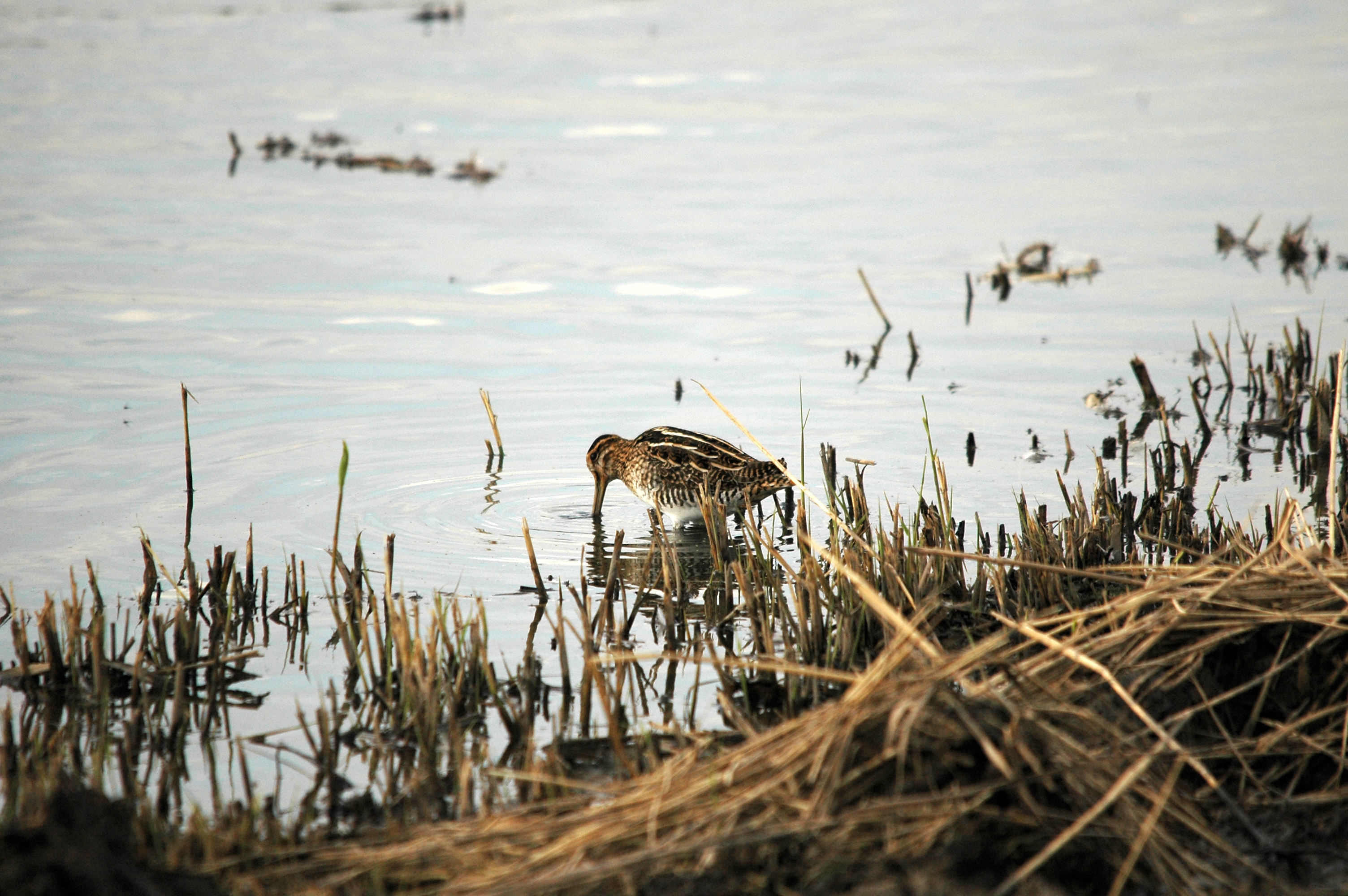 photos/wildlife/Bird_Species/063-Waders/1593-Common_Snipe/DSC_7382.JPG