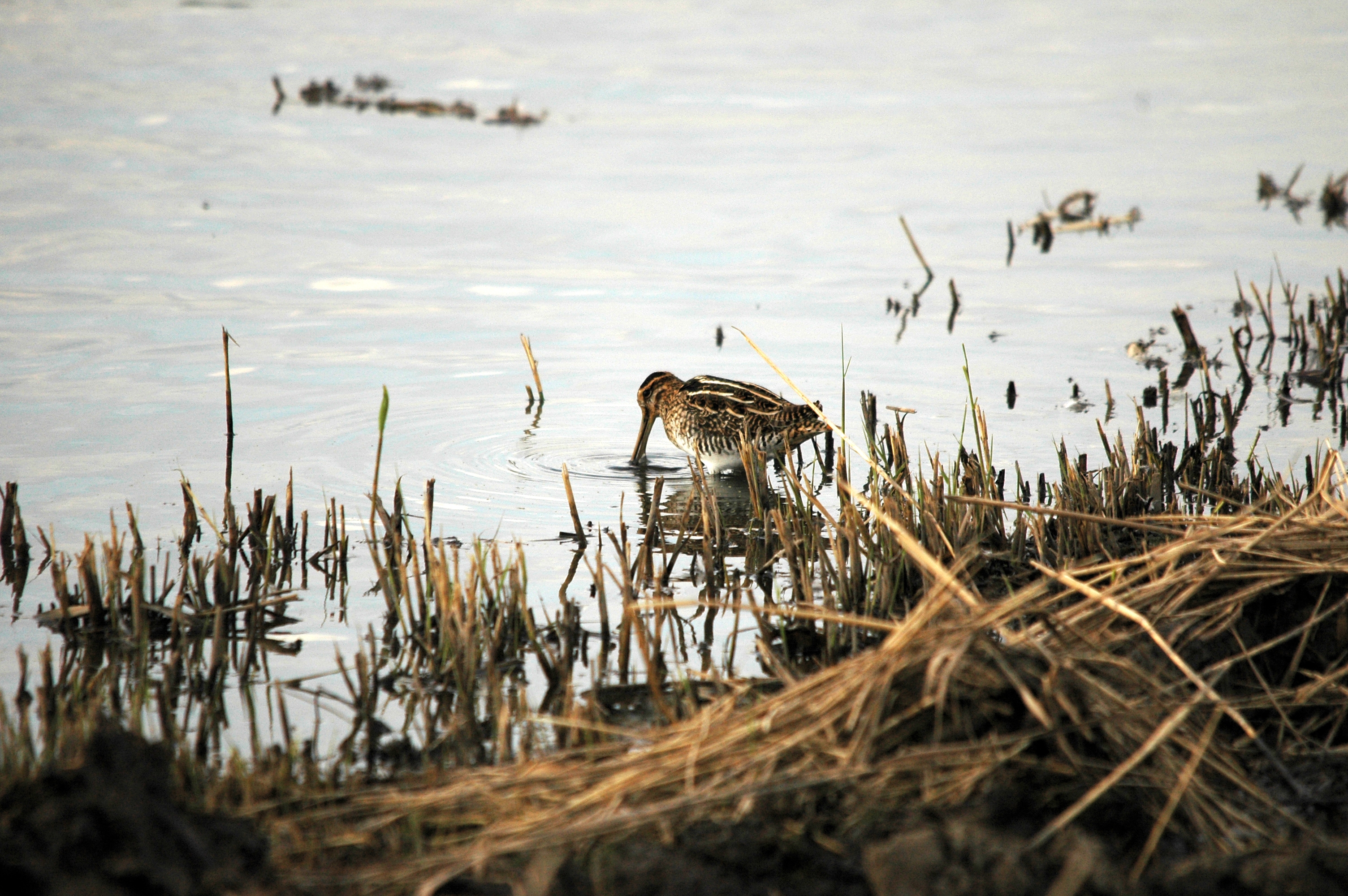 photos/wildlife/Bird_Species/063-Waders/1593-Common_Snipe/DSC_7383.JPG