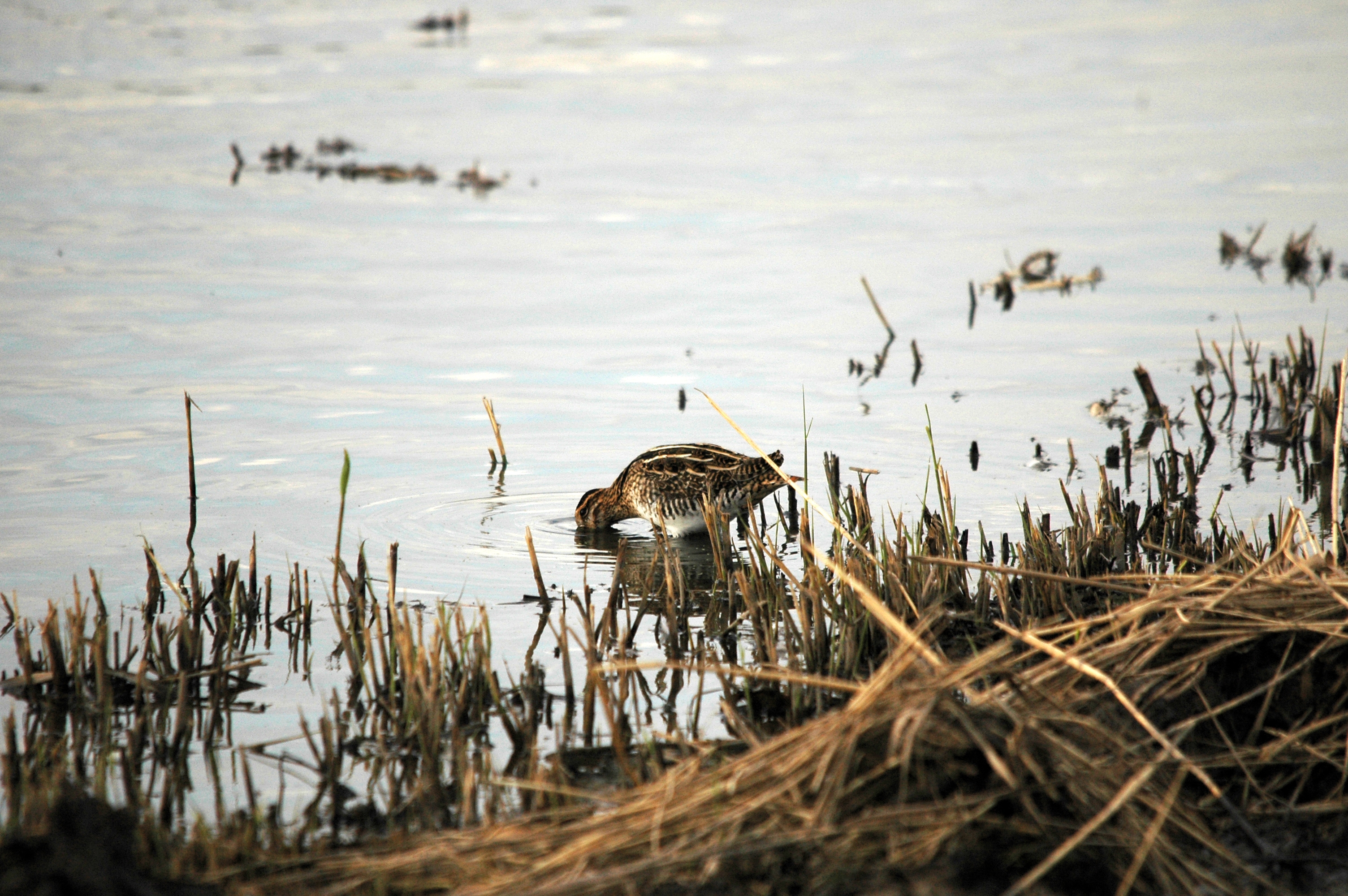 photos/wildlife/Bird_Species/063-Waders/1593-Common_Snipe/DSC_7384.JPG