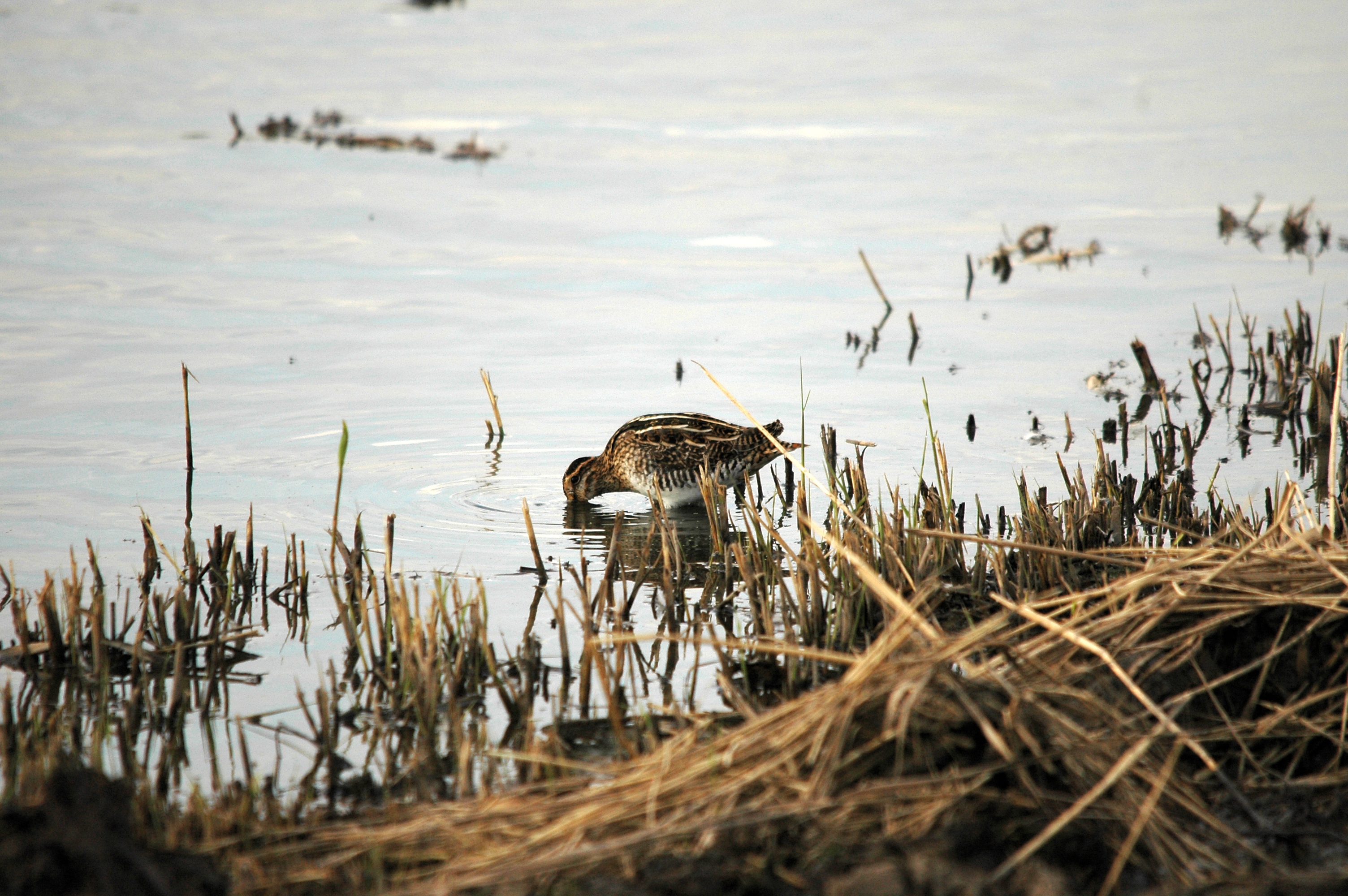 photos/wildlife/Bird_Species/063-Waders/1593-Common_Snipe/DSC_7385.JPG