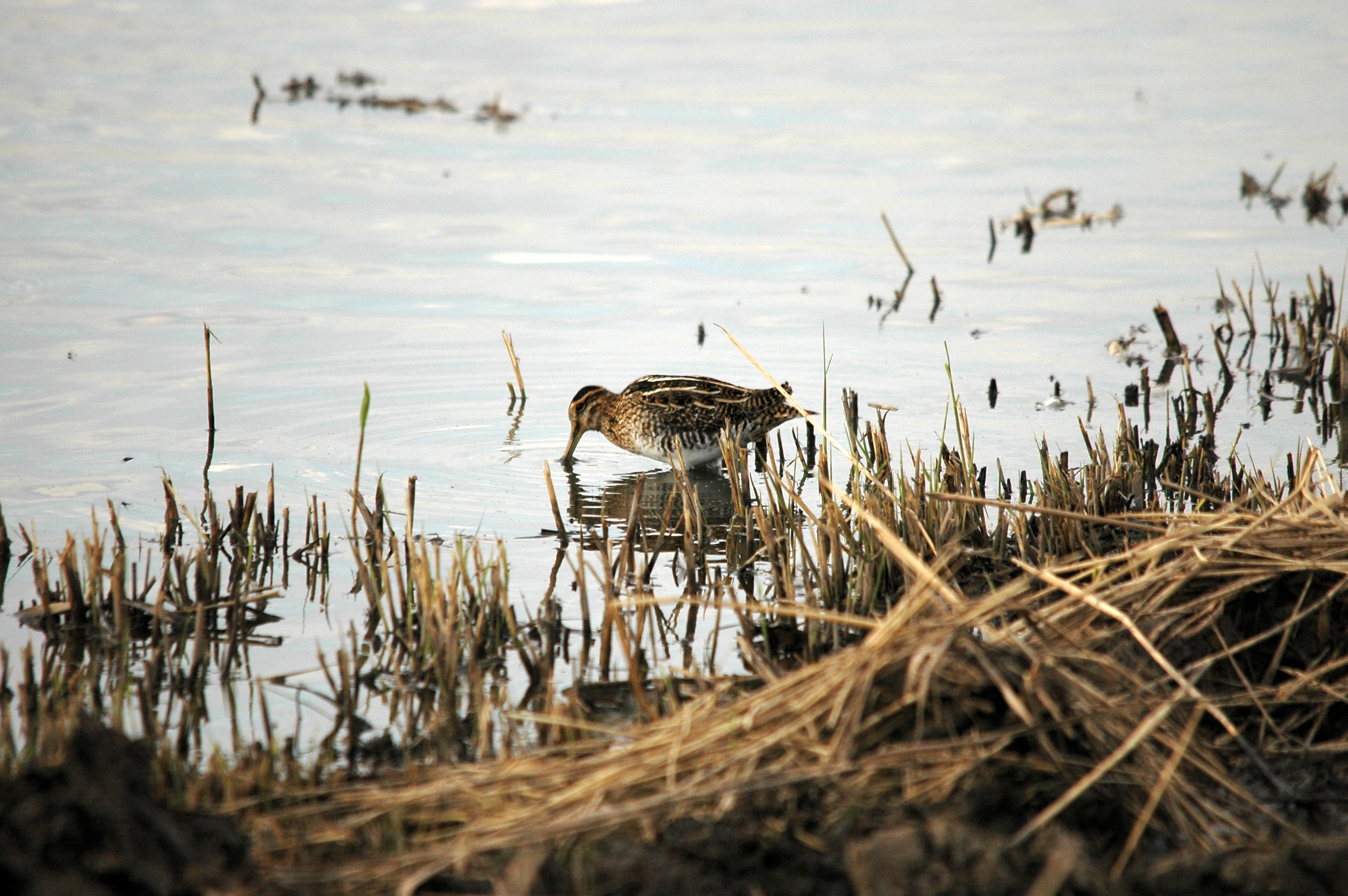 photos/wildlife/Bird_Species/063-Waders/1593-Common_Snipe/DSC_7386.JPG
