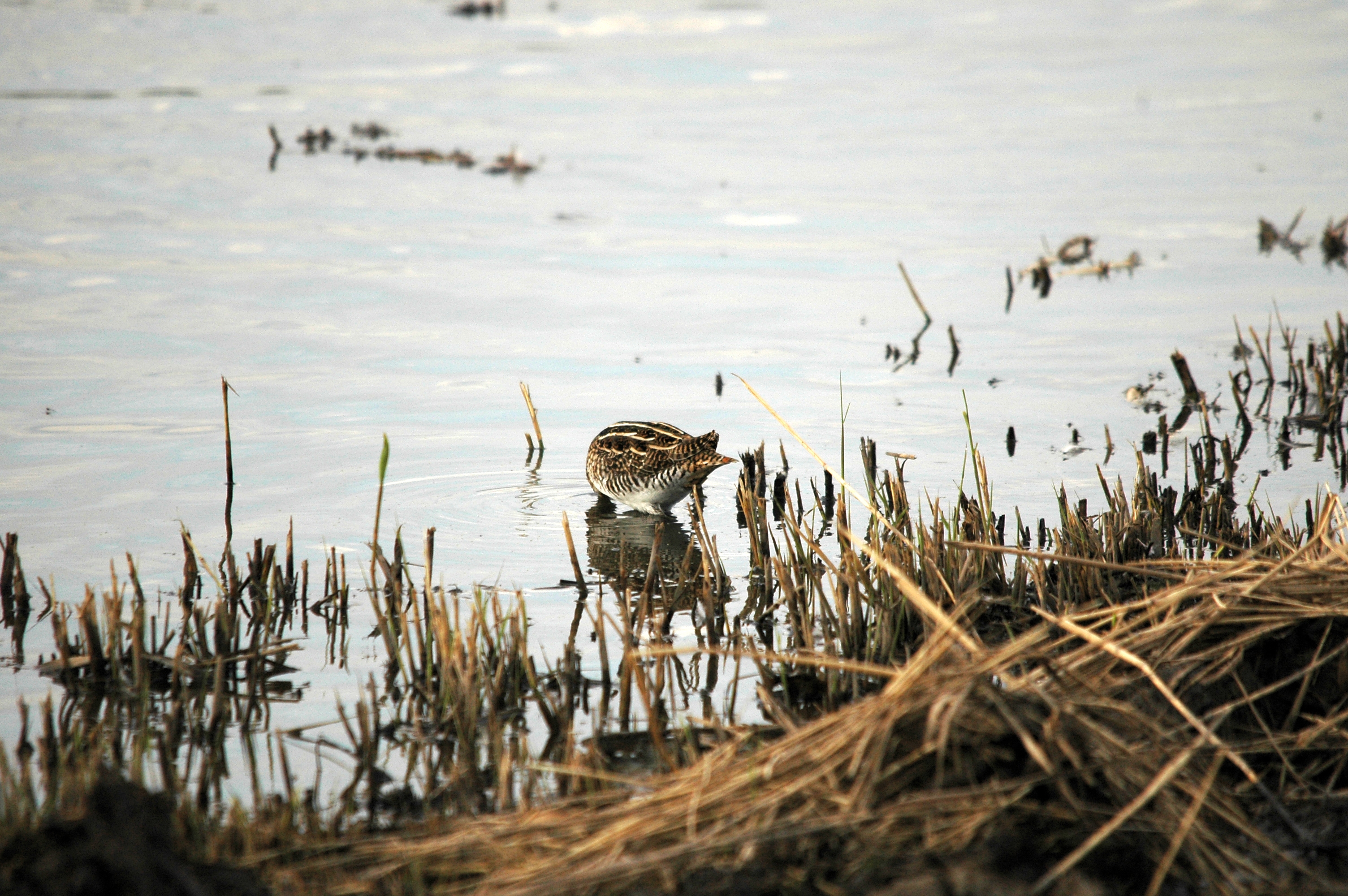photos/wildlife/Bird_Species/063-Waders/1593-Common_Snipe/DSC_7387.JPG