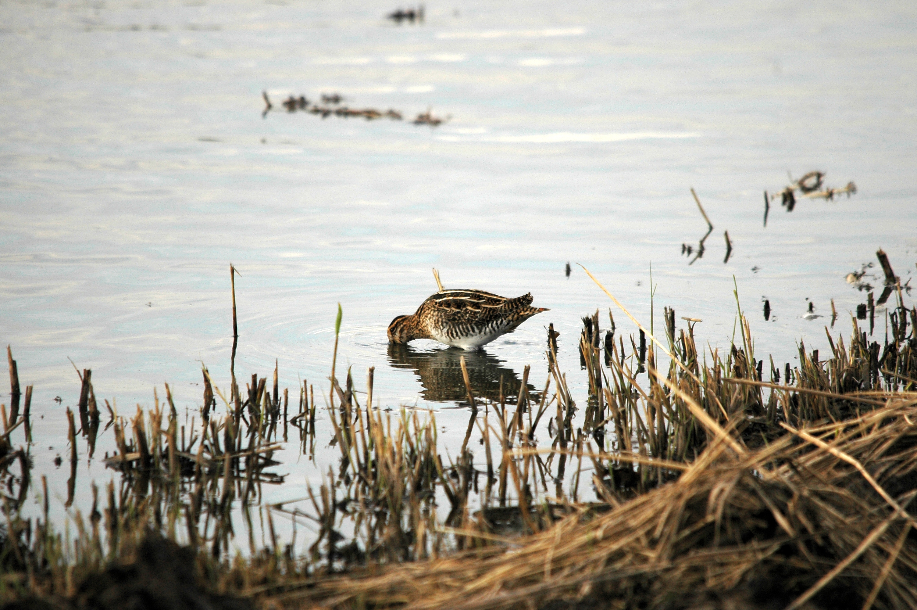 photos/wildlife/Bird_Species/063-Waders/1593-Common_Snipe/DSC_7388.JPG