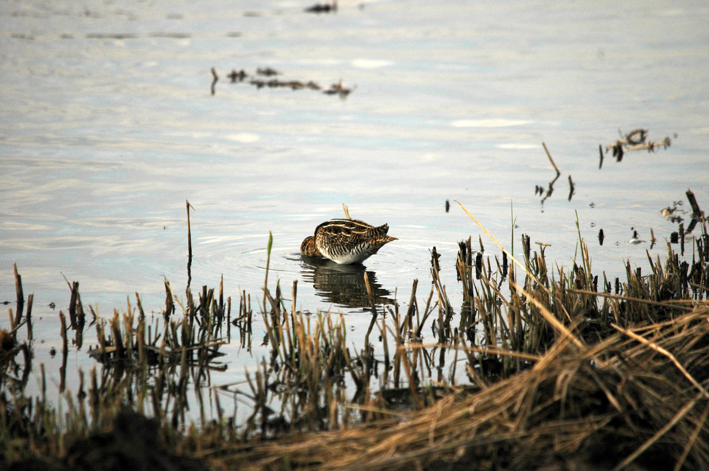 photos/wildlife/Bird_Species/063-Waders/1593-Common_Snipe/DSC_7389.JPG