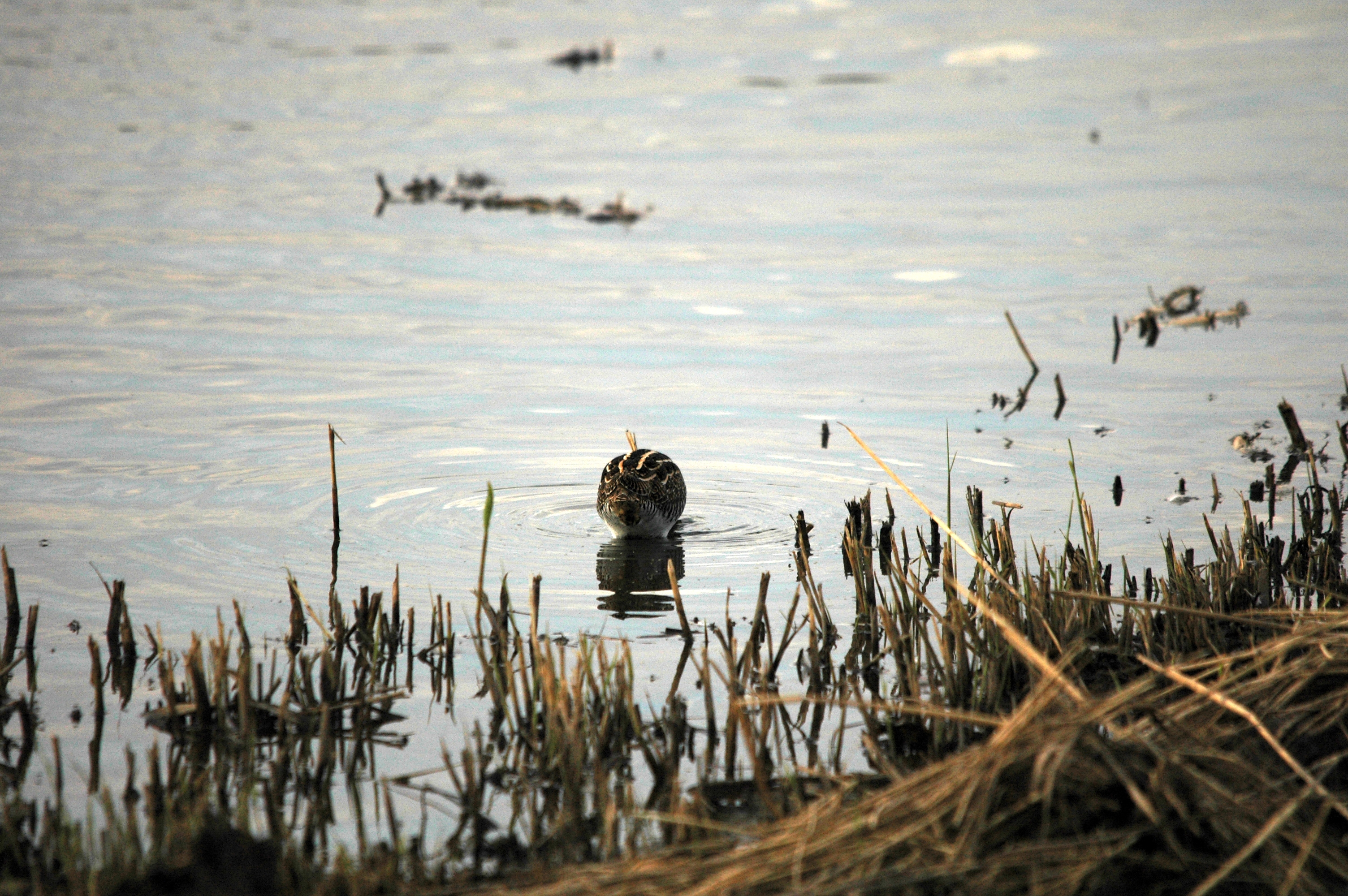 photos/wildlife/Bird_Species/063-Waders/1593-Common_Snipe/DSC_7390.JPG