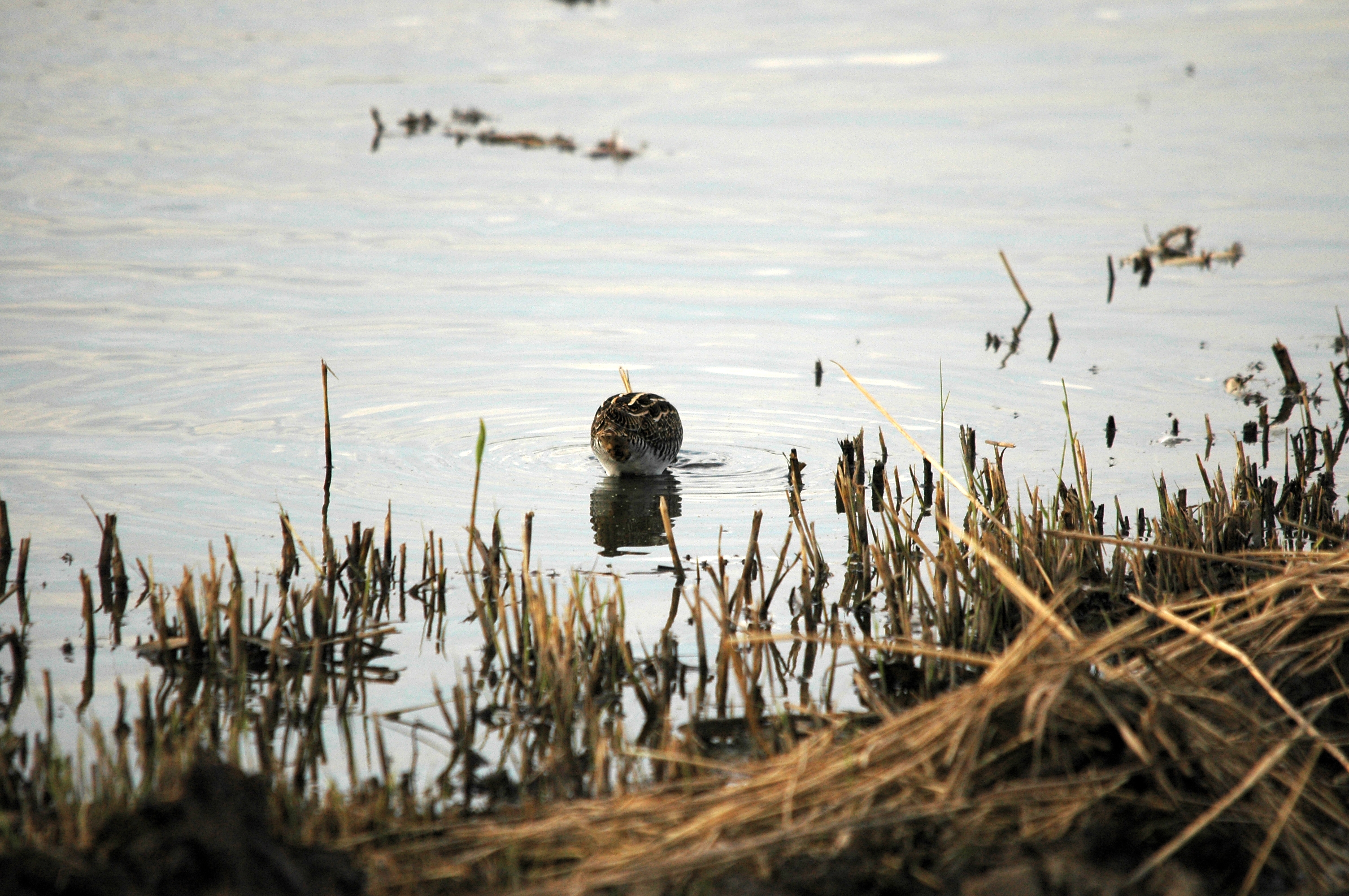 photos/wildlife/Bird_Species/063-Waders/1593-Common_Snipe/DSC_7391.JPG