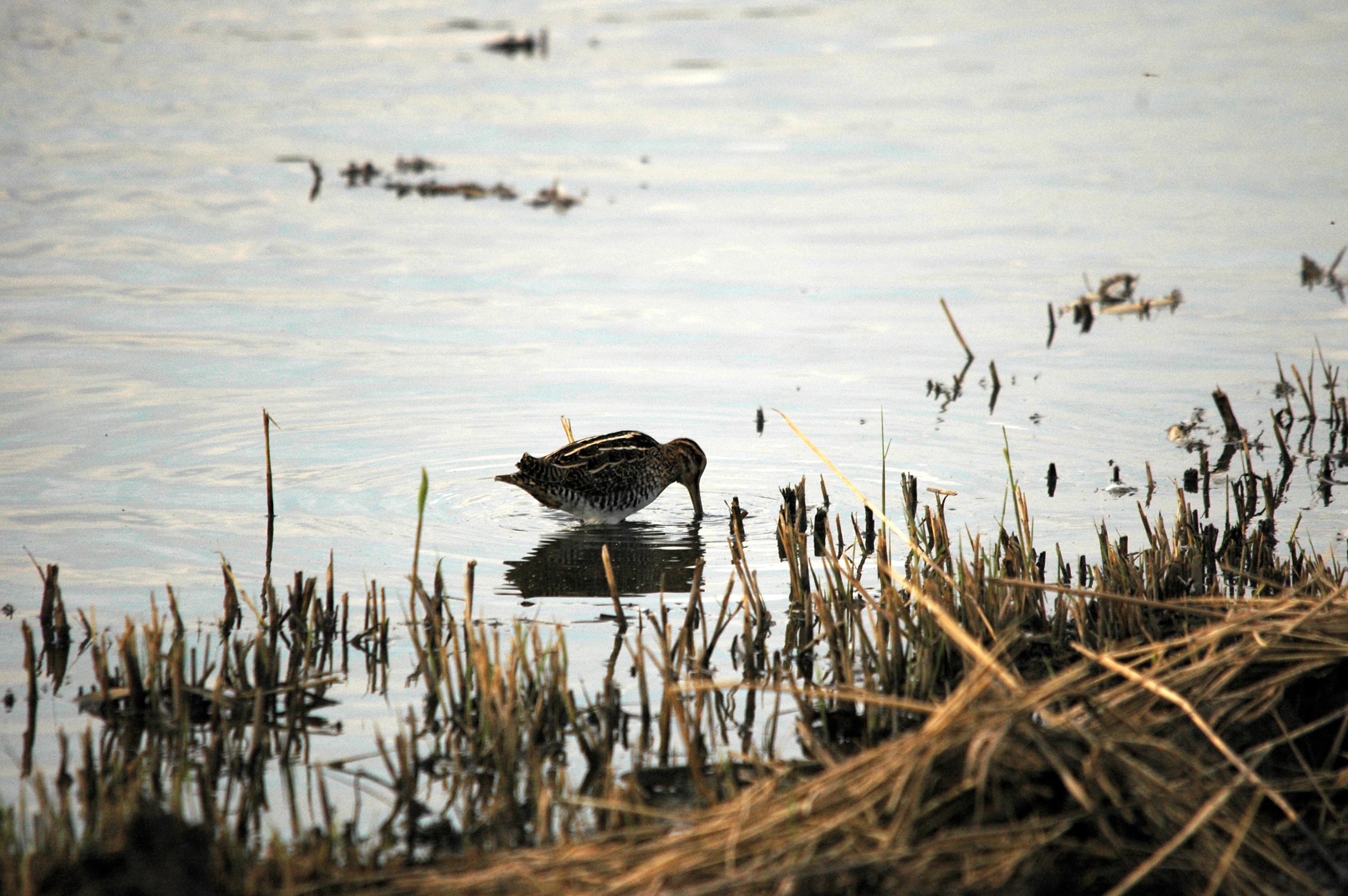 photos/wildlife/Bird_Species/063-Waders/1593-Common_Snipe/DSC_7392.JPG