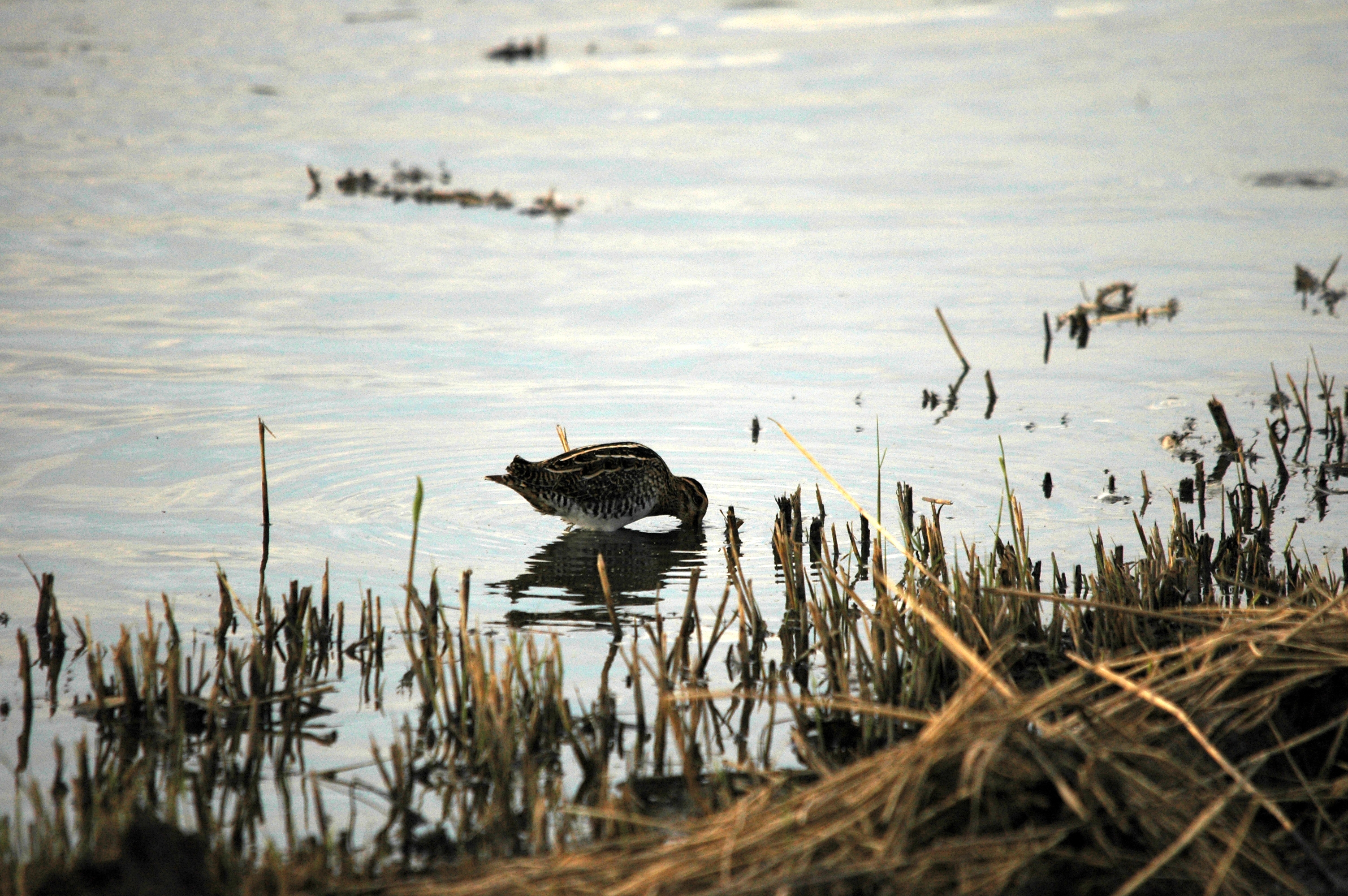photos/wildlife/Bird_Species/063-Waders/1593-Common_Snipe/DSC_7393.JPG