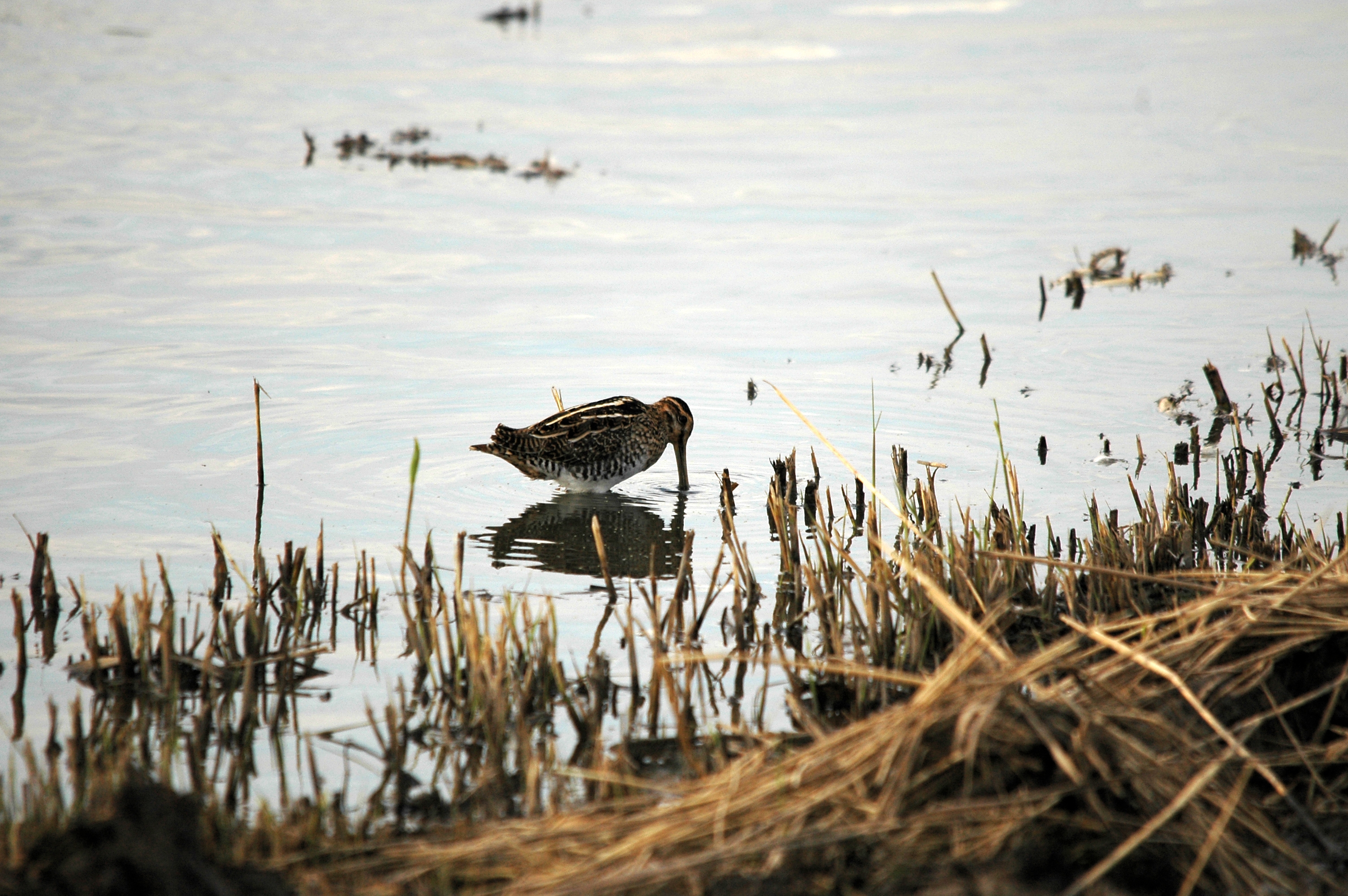 photos/wildlife/Bird_Species/063-Waders/1593-Common_Snipe/DSC_7394.JPG