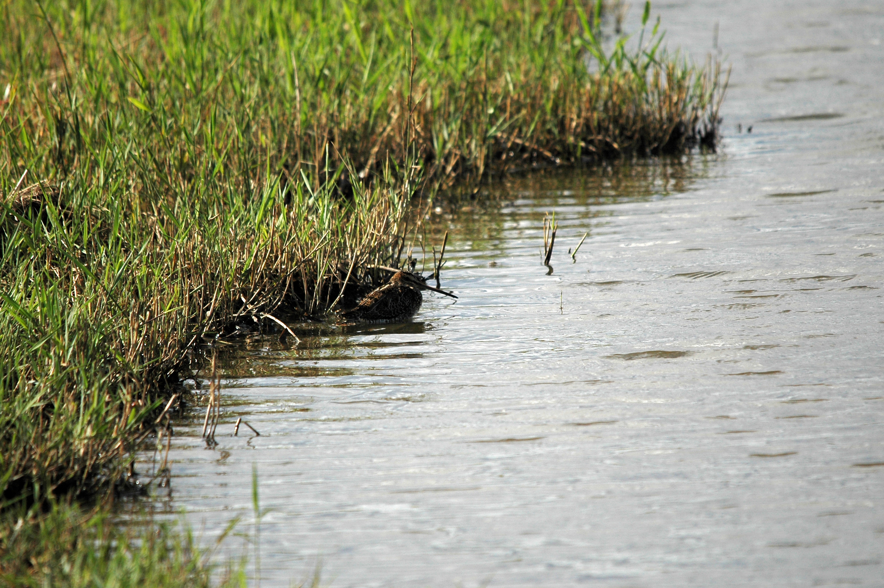 photos/wildlife/Bird_Species/063-Waders/1593-Common_Snipe/DSC_7413.JPG