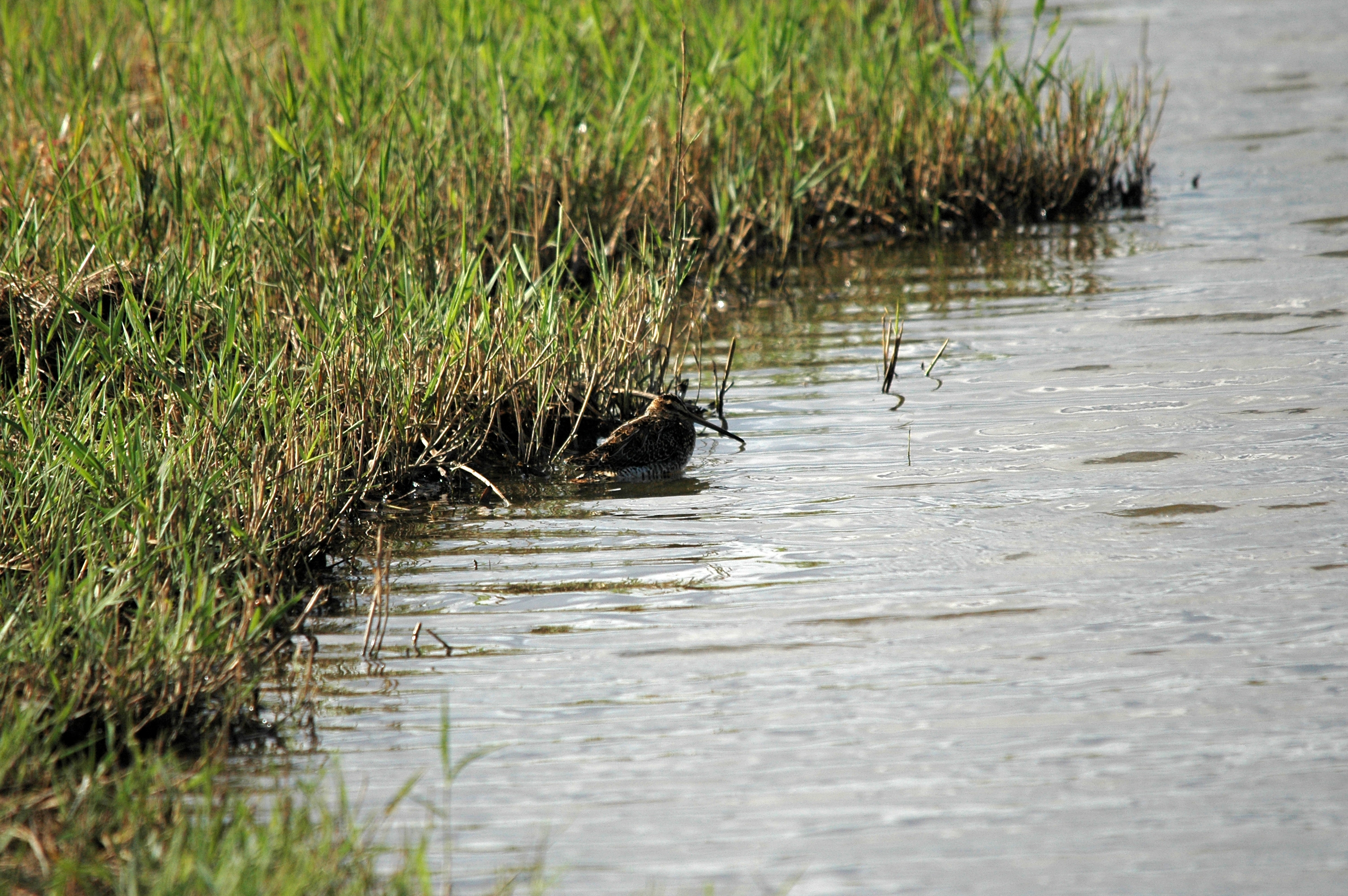 photos/wildlife/Bird_Species/063-Waders/1593-Common_Snipe/DSC_7414.JPG