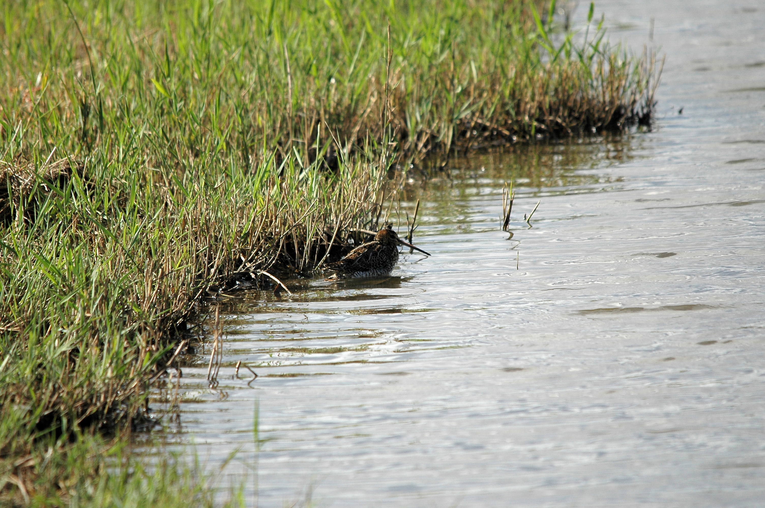photos/wildlife/Bird_Species/063-Waders/1593-Common_Snipe/DSC_7415.JPG