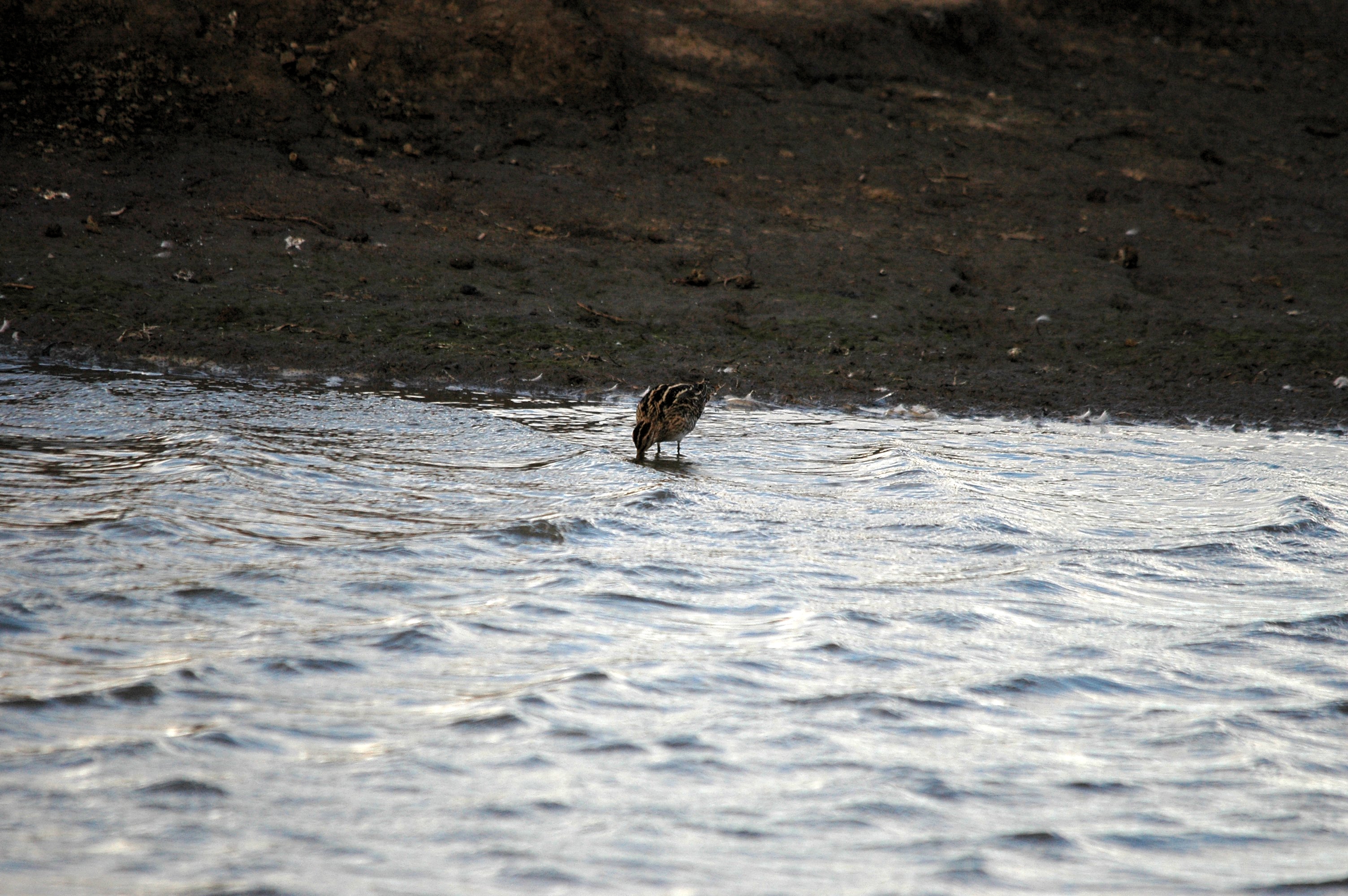 photos/wildlife/Bird_Species/063-Waders/1593-Common_Snipe/DSC_7421.JPG
