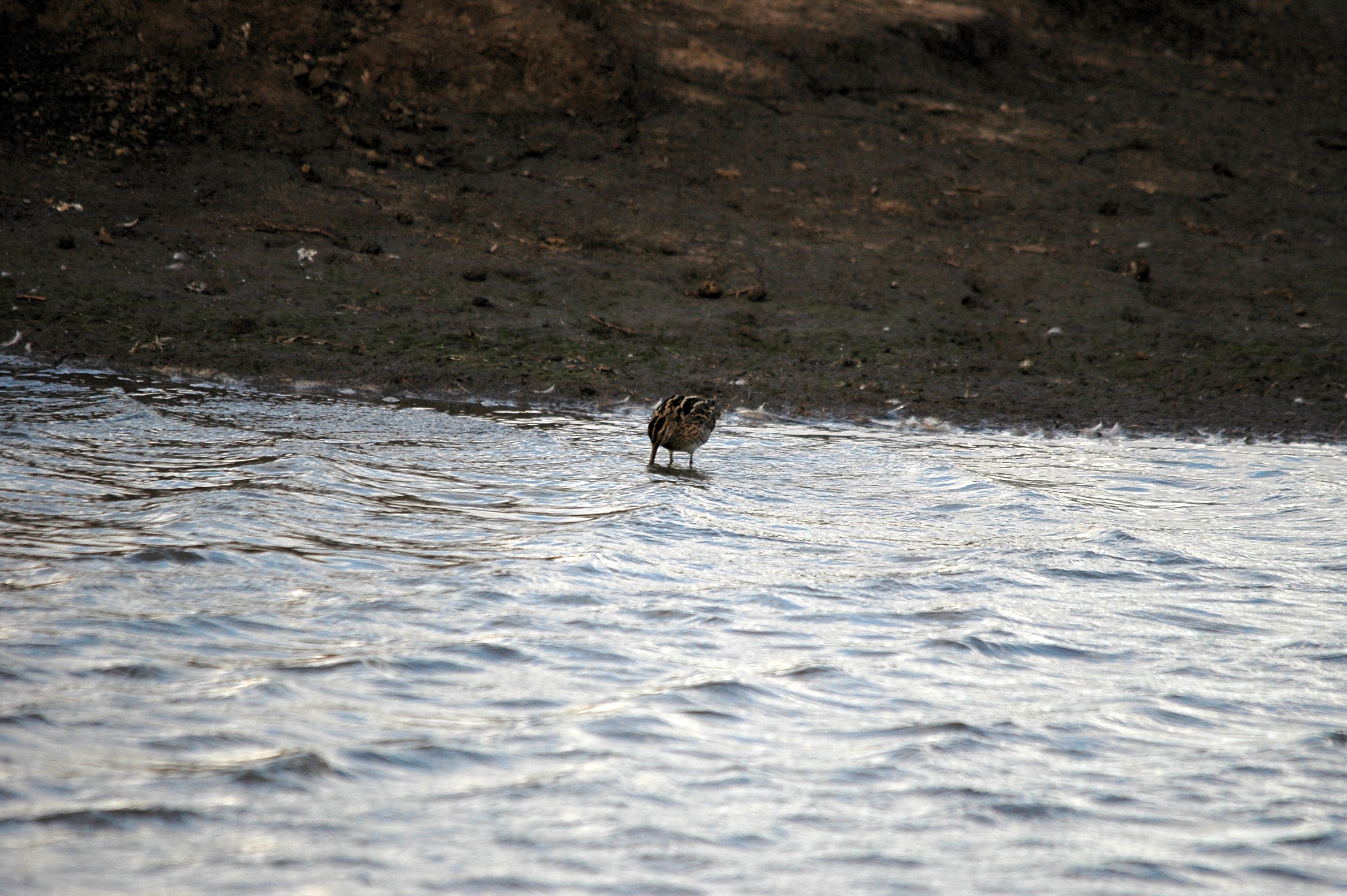 photos/wildlife/Bird_Species/063-Waders/1593-Common_Snipe/DSC_7422.JPG