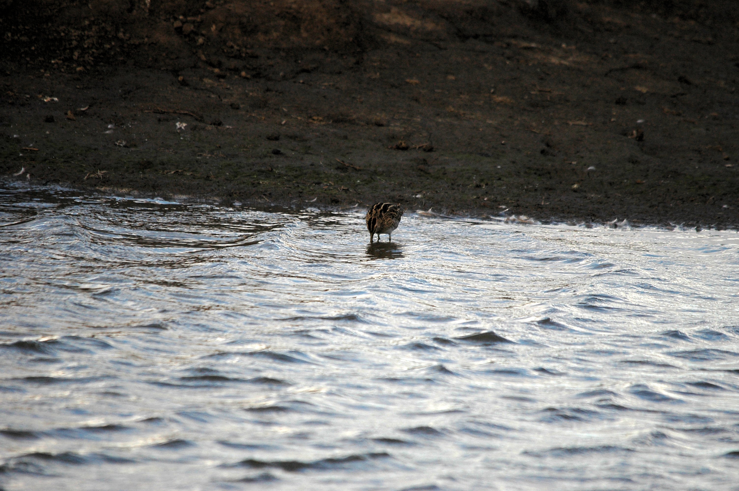 photos/wildlife/Bird_Species/063-Waders/1593-Common_Snipe/DSC_7423.JPG