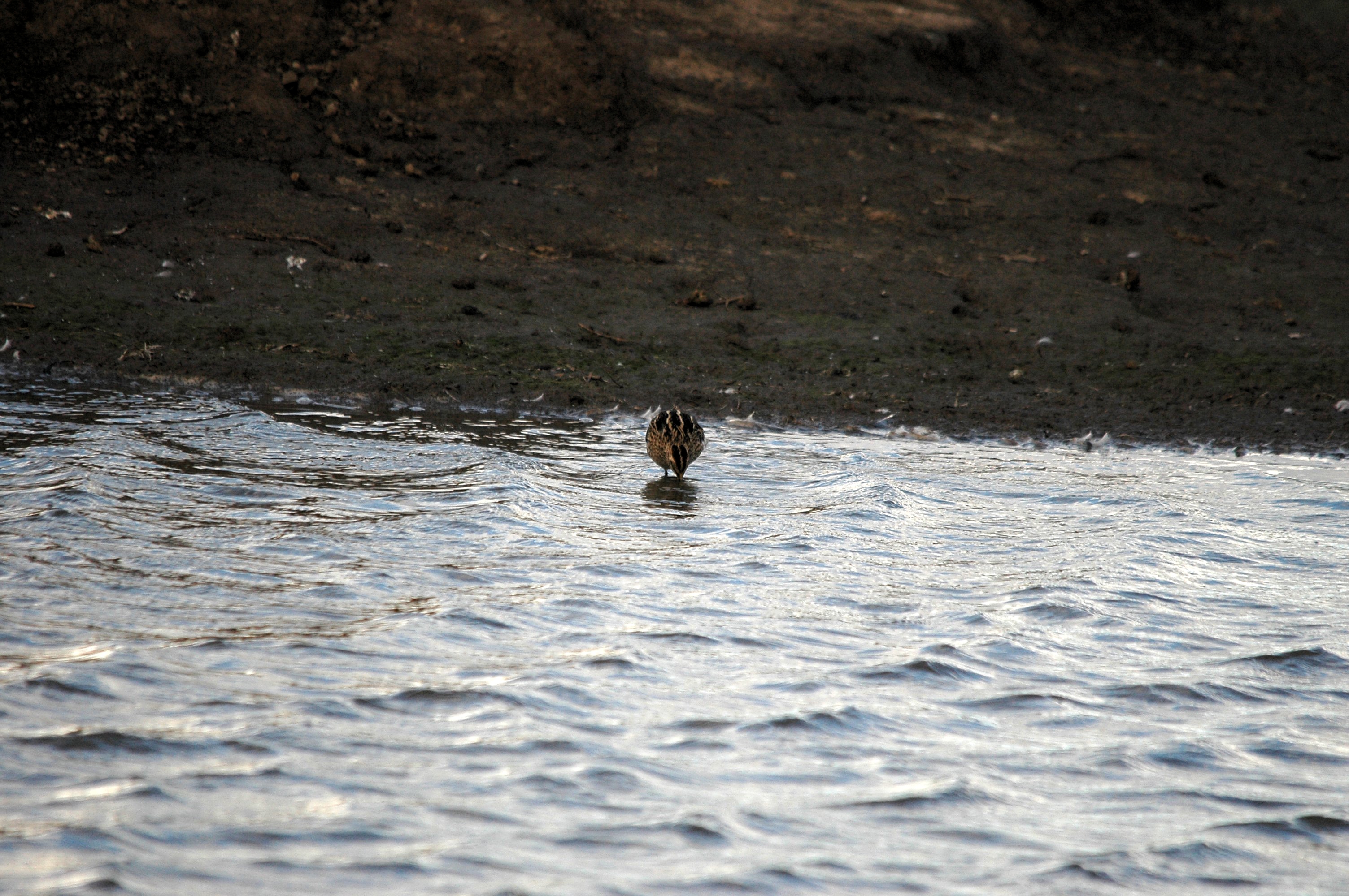 photos/wildlife/Bird_Species/063-Waders/1593-Common_Snipe/DSC_7424.JPG